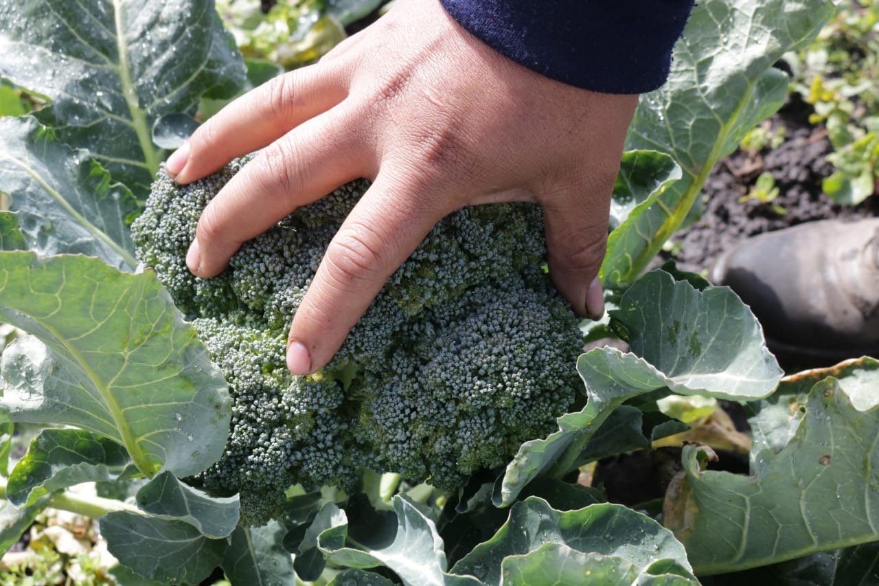A farmer from the Union of Land Workers (UTT) harvests agroecological broccoli produced without pesticides in Argentina