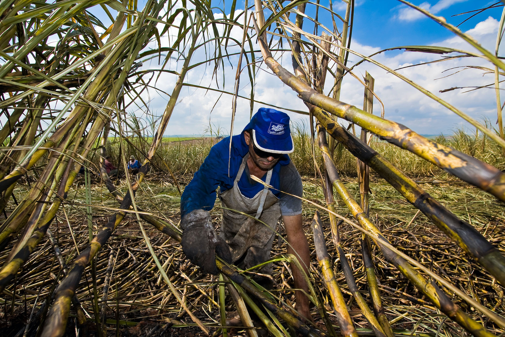Sugarcane cutters near Sao Paulo State Brazil, harvesting sugar cane for ethanol biofuel