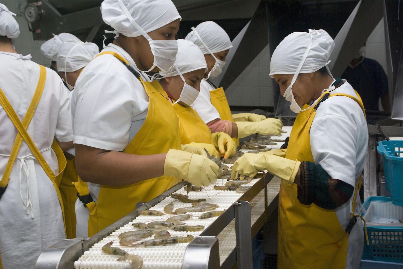 Workers at a shrimp processing plant in Guayaquil, Ecuador