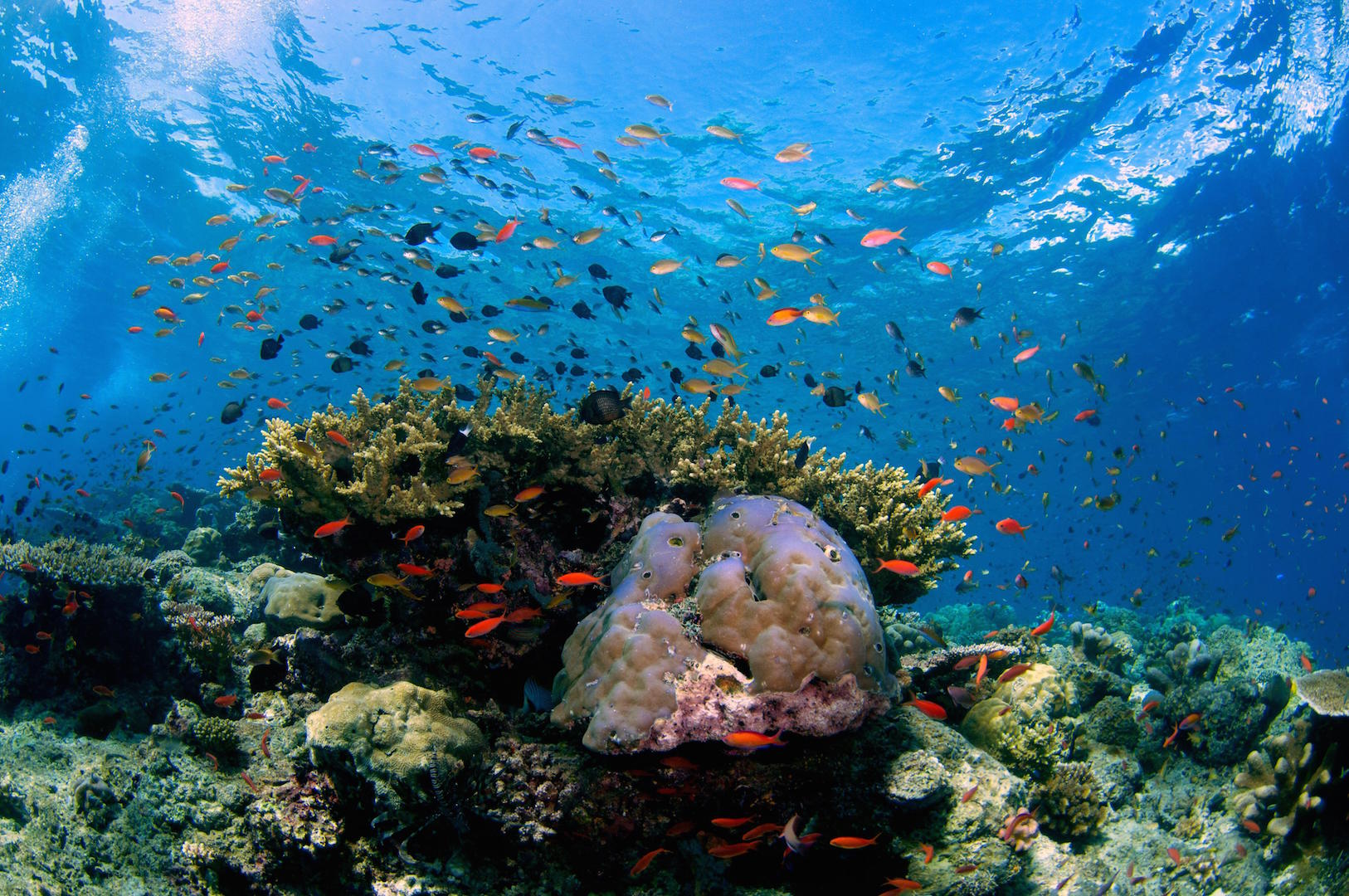 <p>Biodiversidade de um recife de coral tropical na ilha de Sipadan, na Malásia (imagem: Alamy)</p>