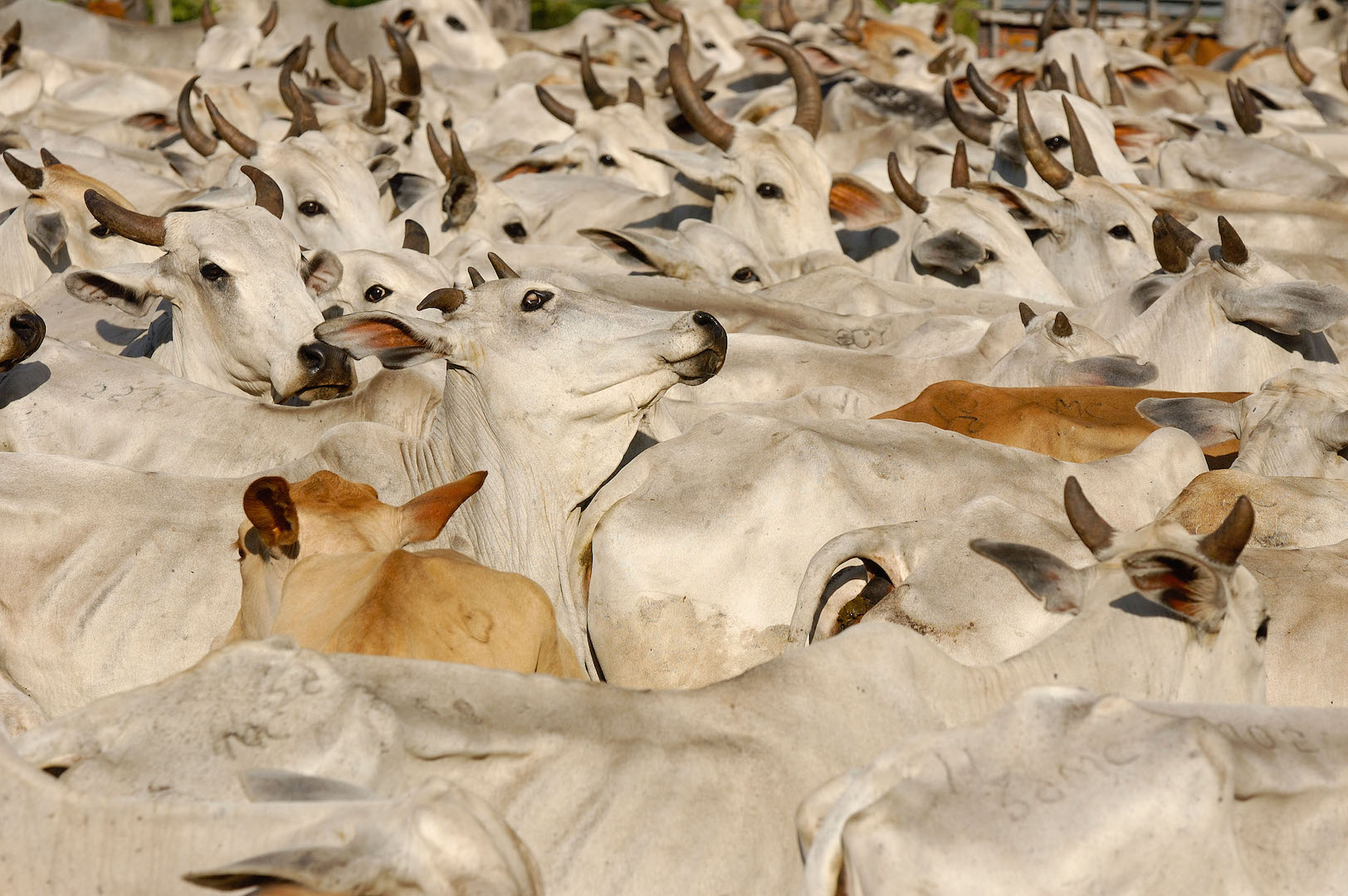 Pantanal cattle being herded, Mato Grosso do Sul Province, Brazil.