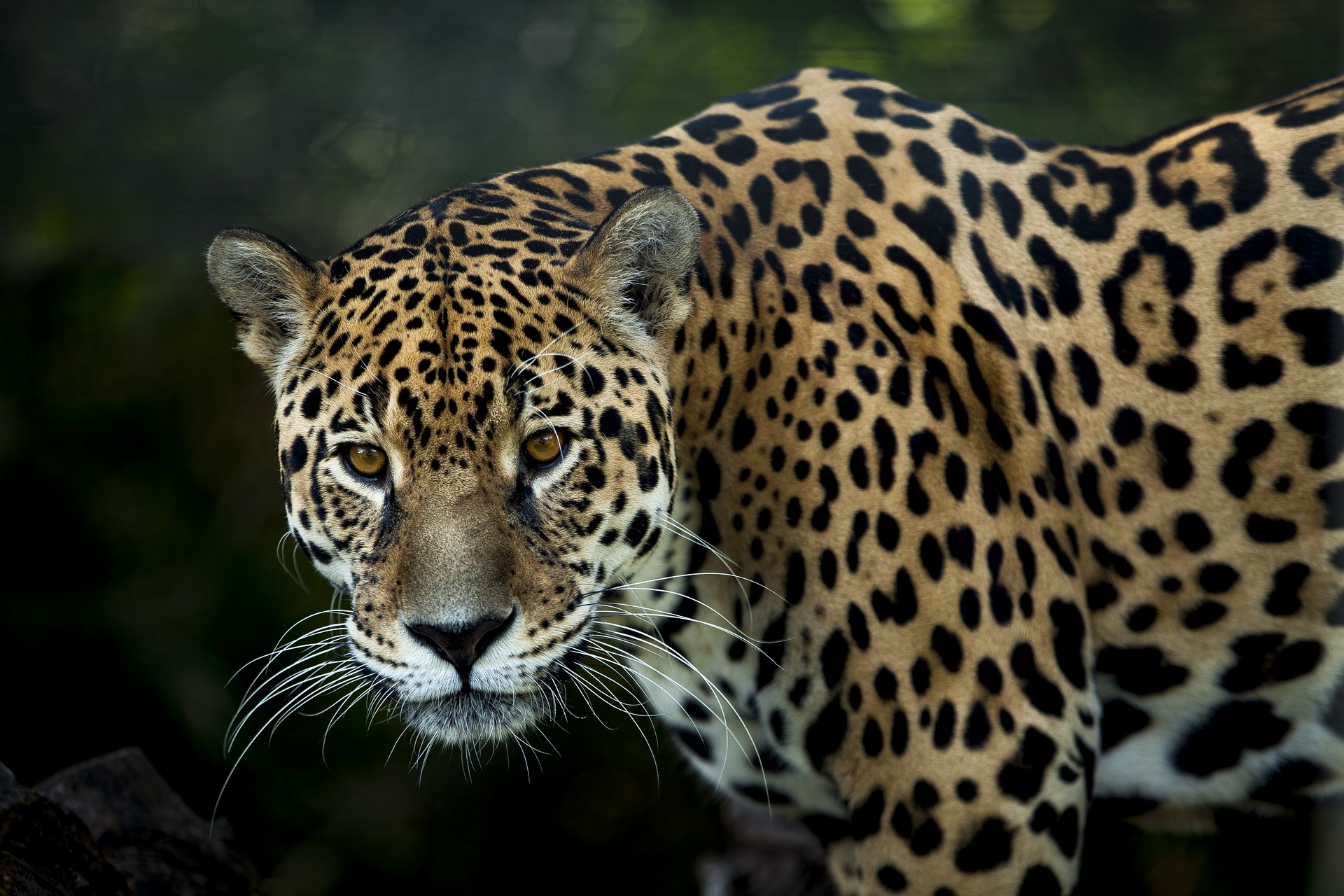 <p>Los jaguares son el tercer felino más grande en el mundo, después del león y el tigre siberiano, y en México están en peligro de extinción (Imagen: Pixabay)</p>
