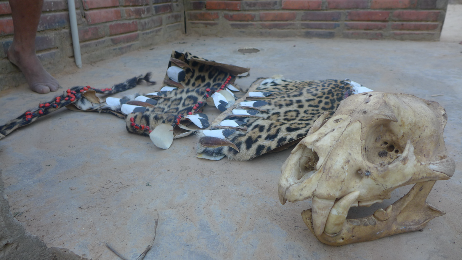 Jaguar parts storaged by communities in Bolivia