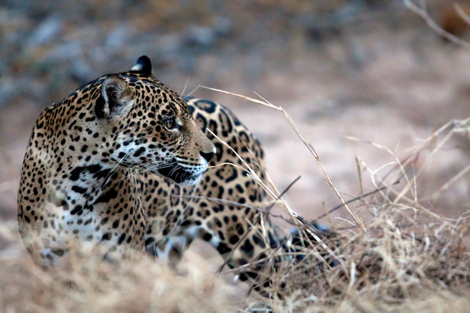 <p>Uno de los animales más emblemáticos de Bolivia y Latinoamérica, el jaguar, se encuentra en peligro sobre todo por la deforestación y el tráfico de sus partes. Foto: Daniel Alarcón / Sernap</p>