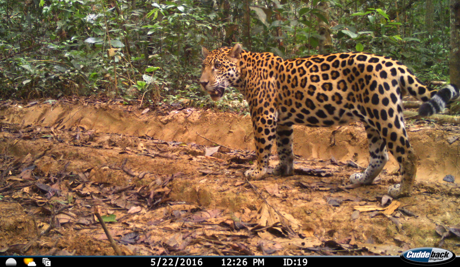 A jaguar caught by a camera trap in the north of Bolivia