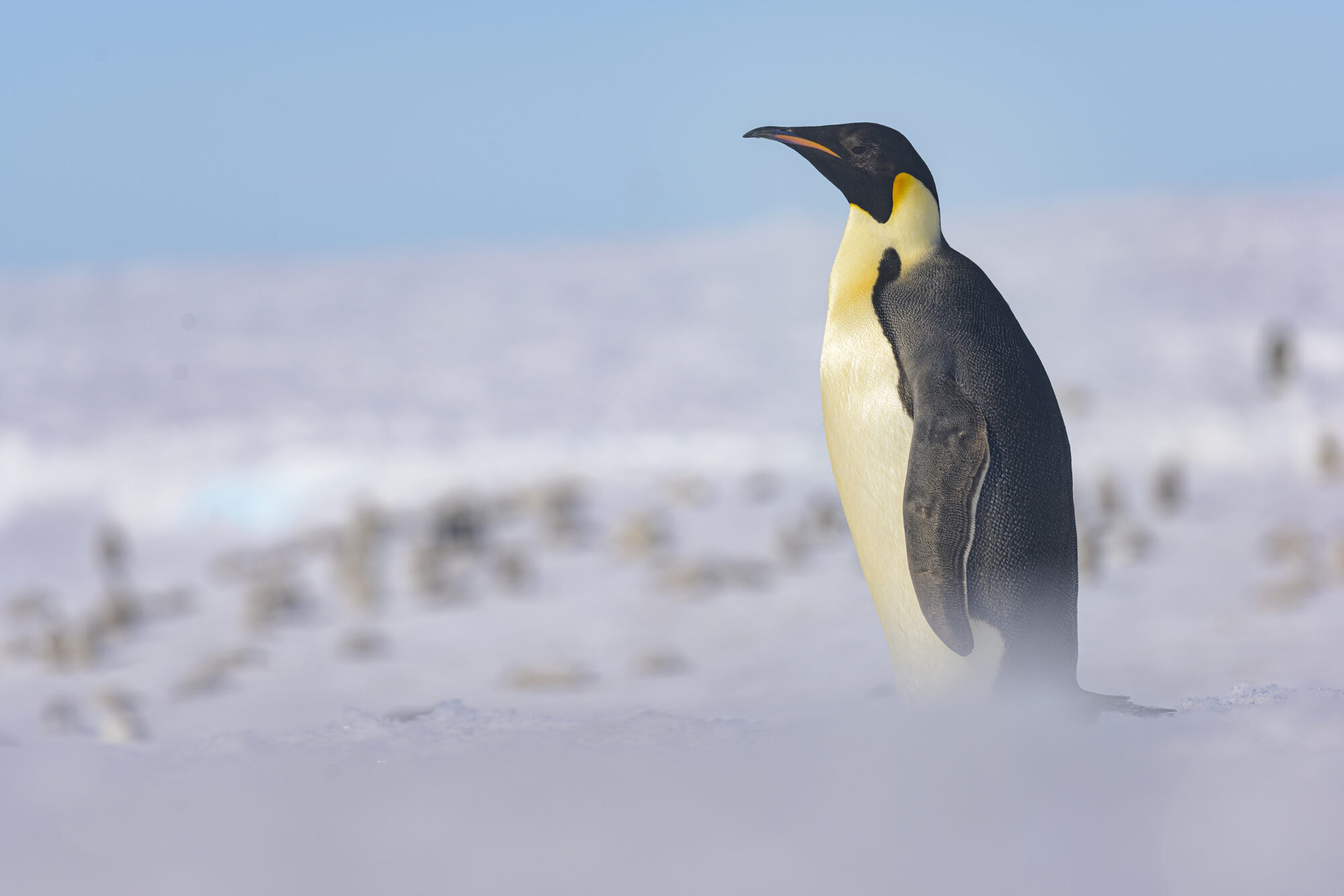 emperor penguin in Antarctica