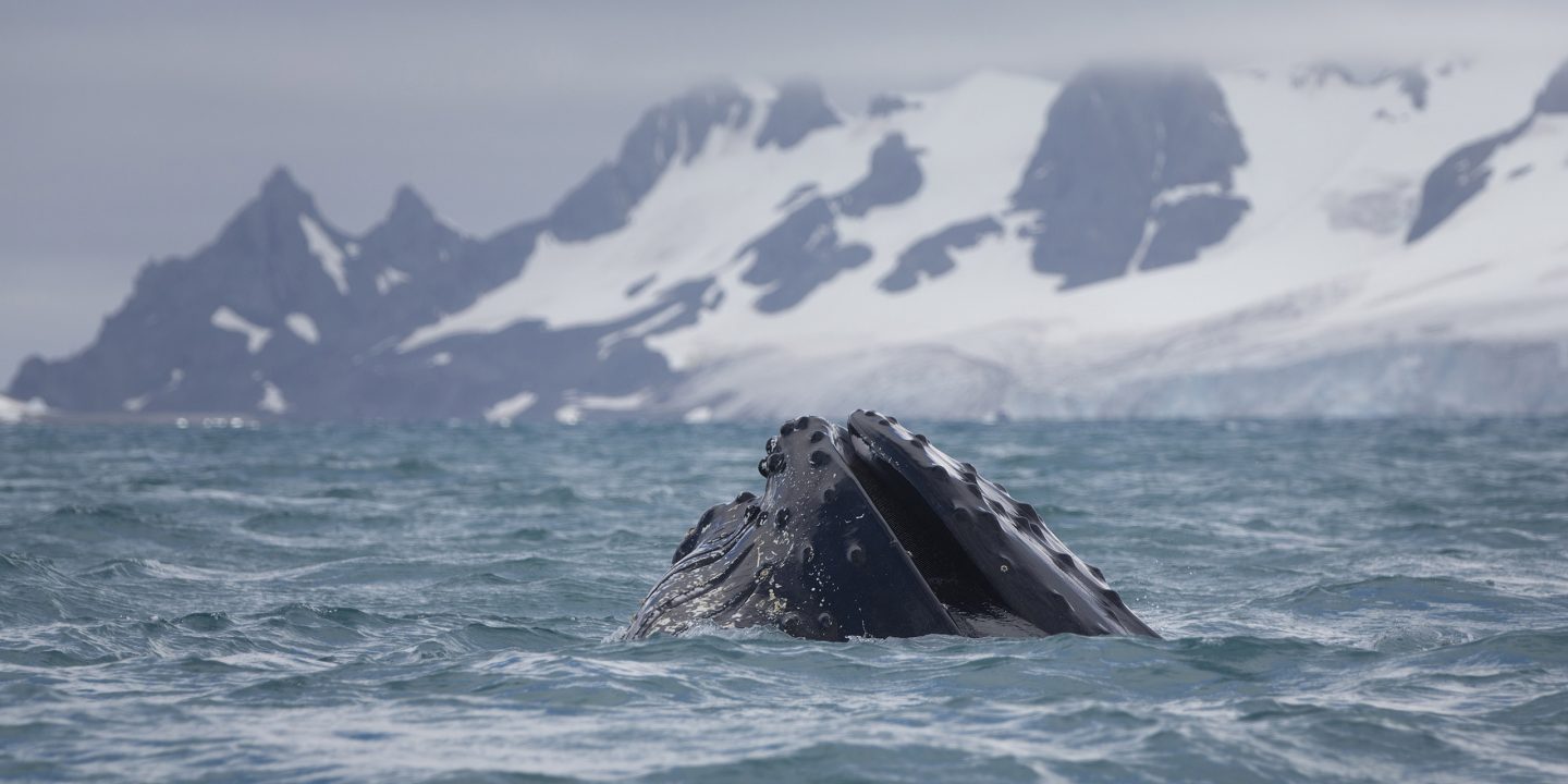 A humpback whale swims near Half Moon island off the Antarctic peninsula