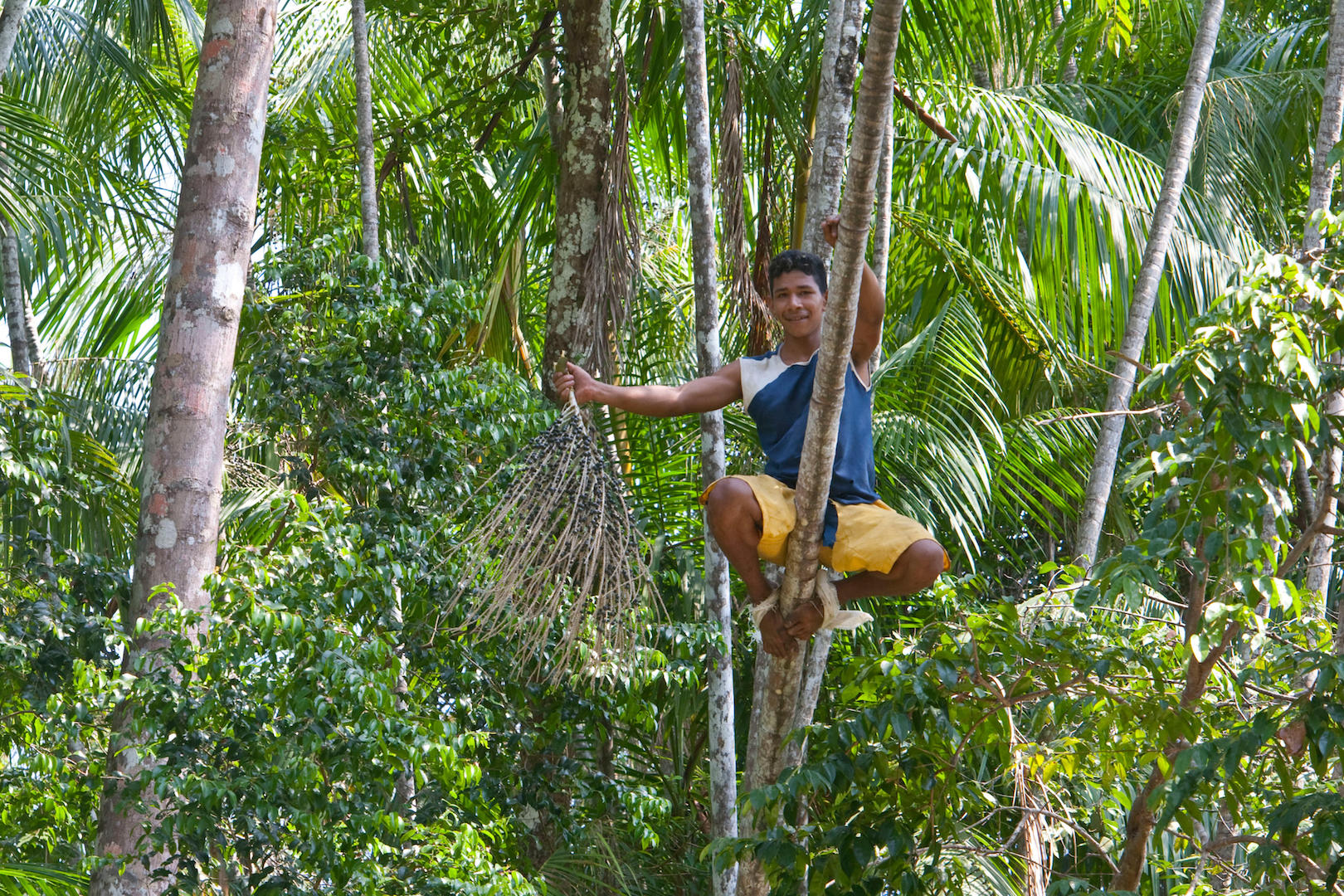 <p>Um <em>peconheiro</em> sobre em uma árvore de açaí para coletar frutas em Belém, no Pará (imagem: Alamy)</p>