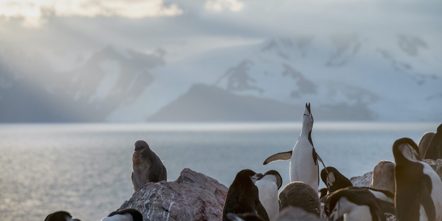 <p>Pinguins barbudos fotografados este ano na Antártica (Imagem © Christian Åslund / Greenpeace)</p>