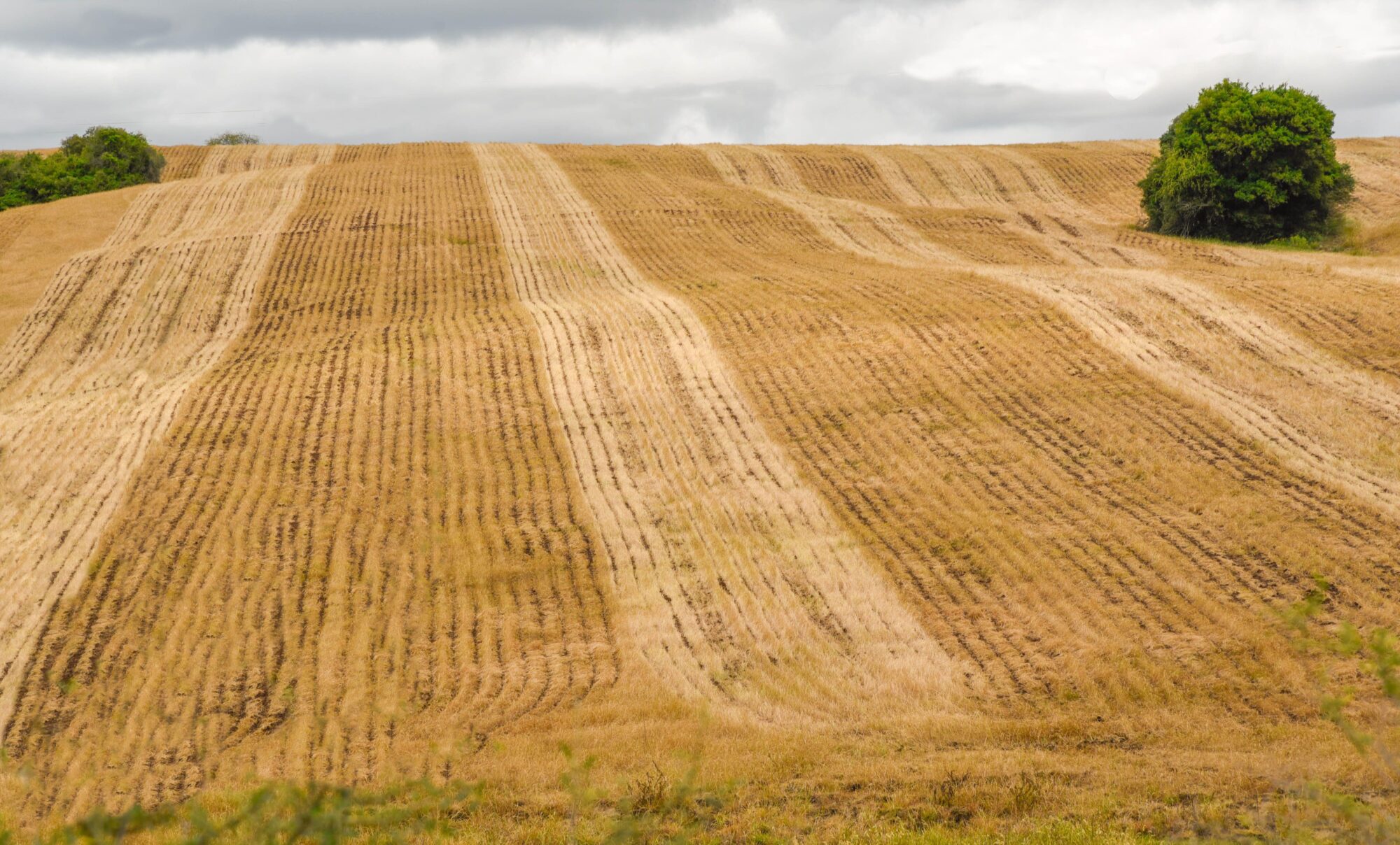 <p>Plantações de soja no Brasil tem sofrido cada vez mais com a falta de chuvas (Imagem: Alamy)</p>