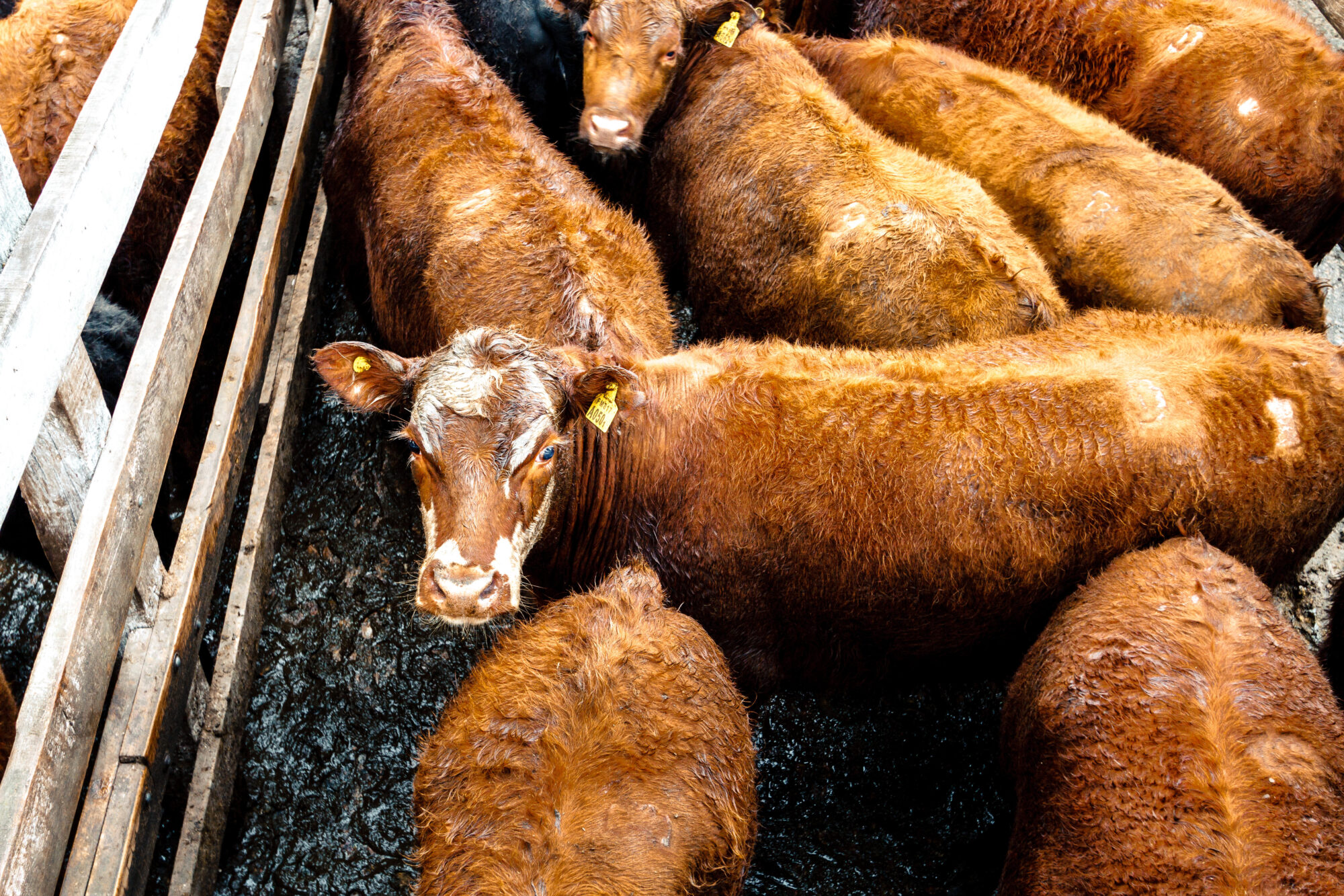 <p>Hereford calves browns in the Liniers Market in Buenos Aires, Argentina (Image: Alamy)</p>
