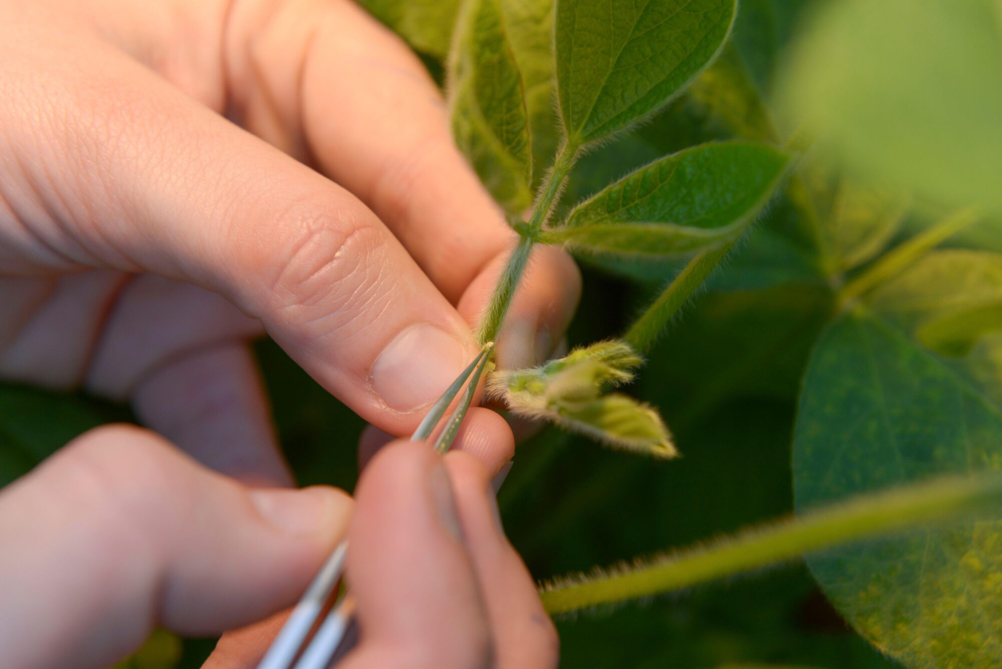 soybean being handled with a clamp 