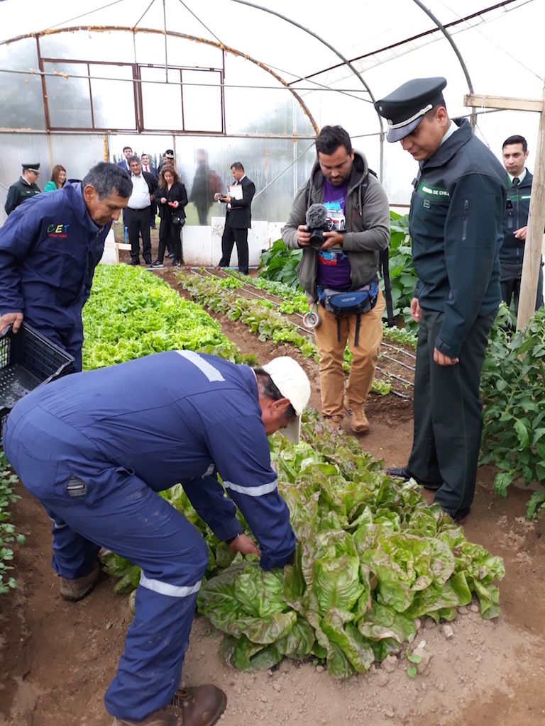 Prisoners in the southern region of Aysén in a greenhouse maintained with geothermal energy