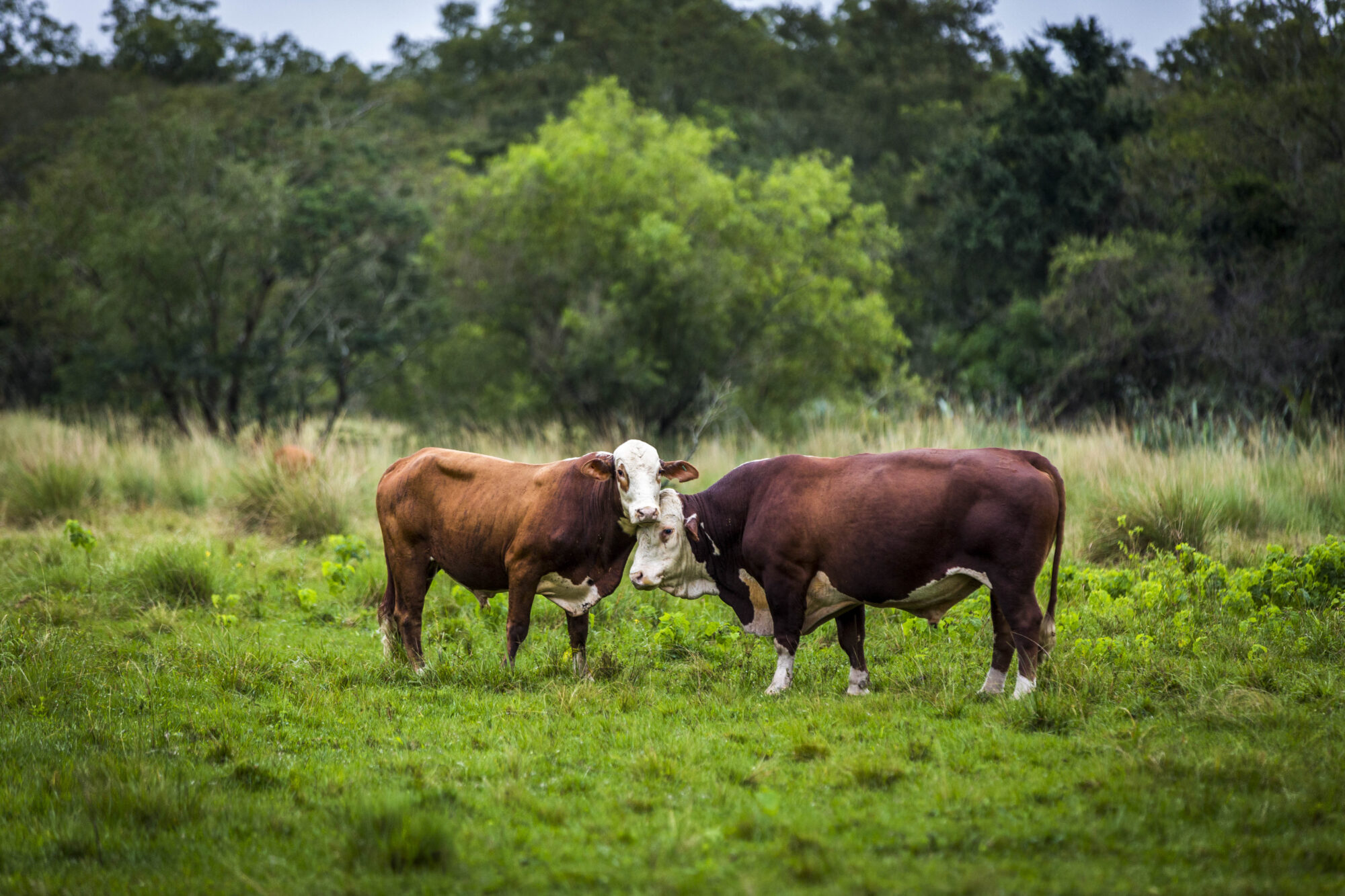 dos vacas en un campo