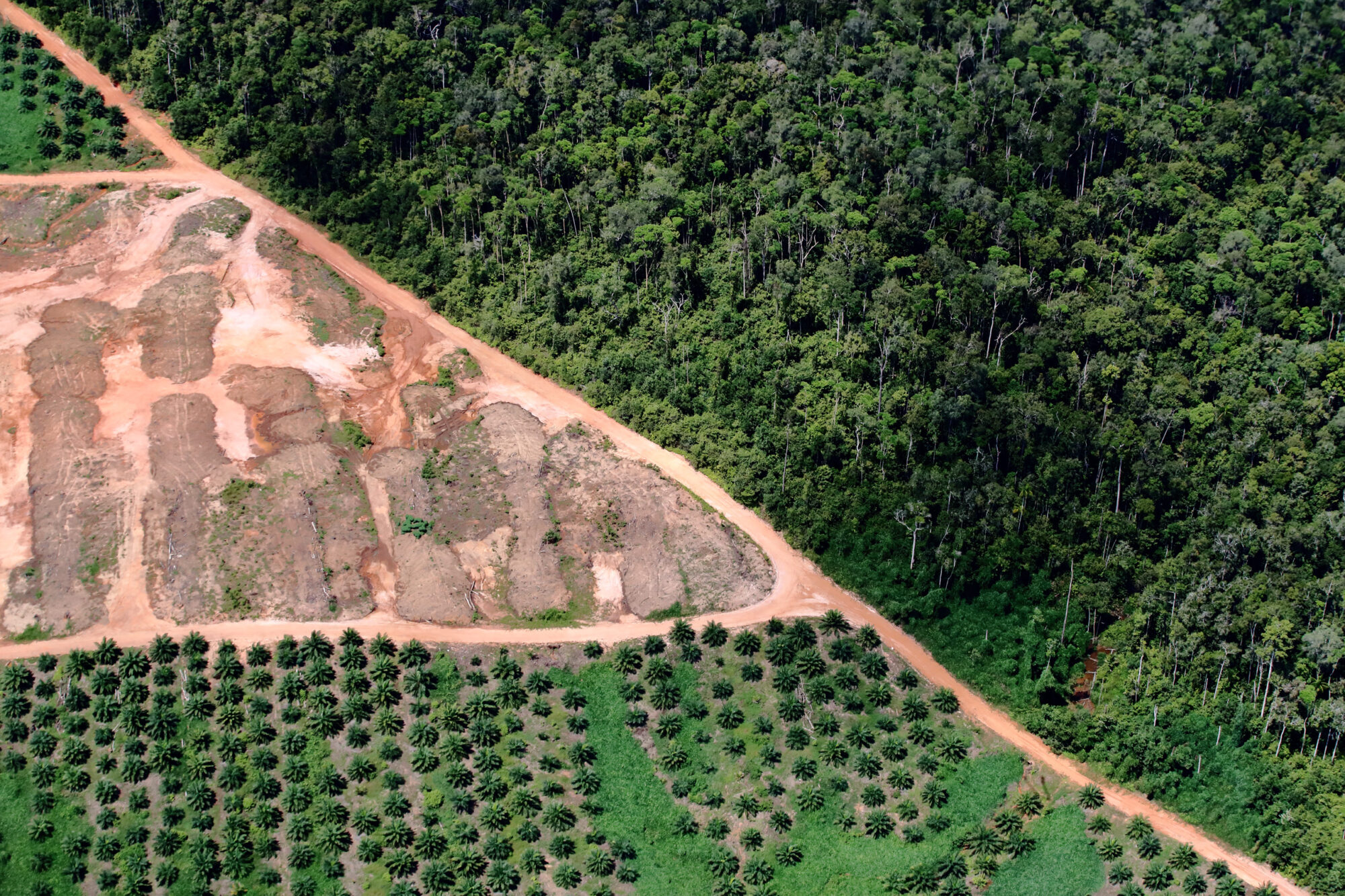 aerial view of a deforested forest in Indonesia