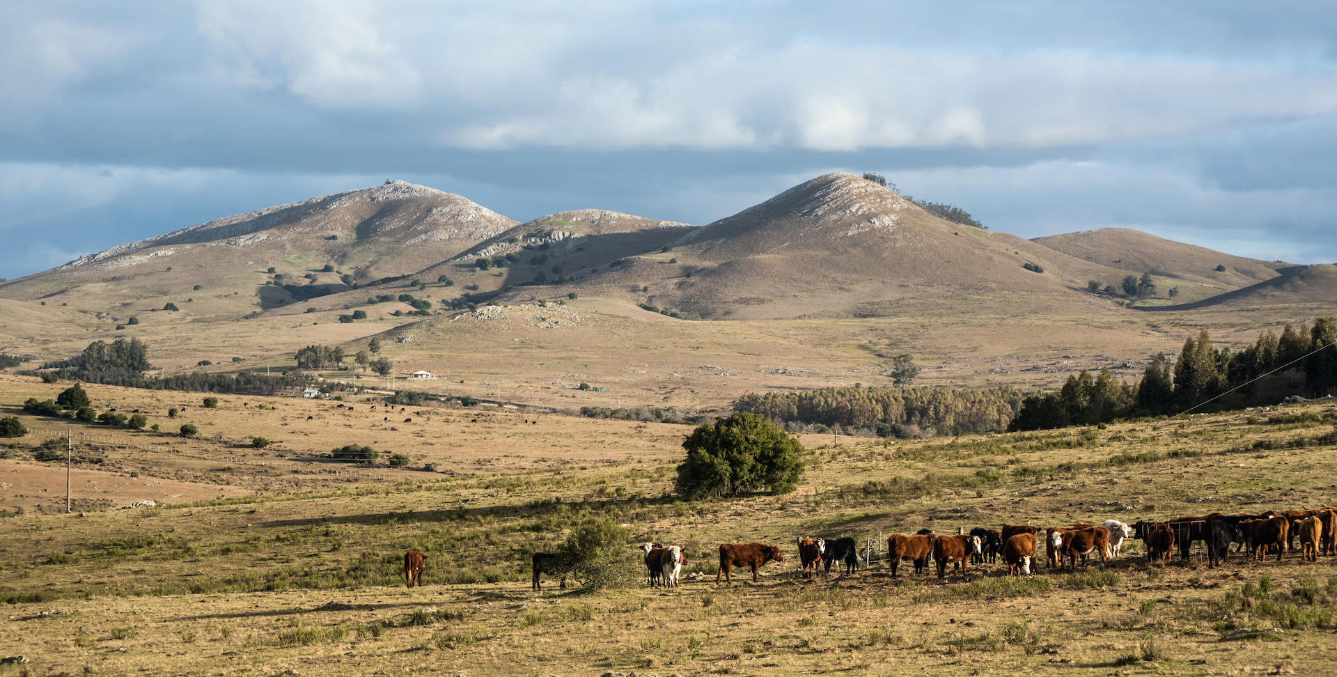 Cattle graze in the Uruguay's grassland