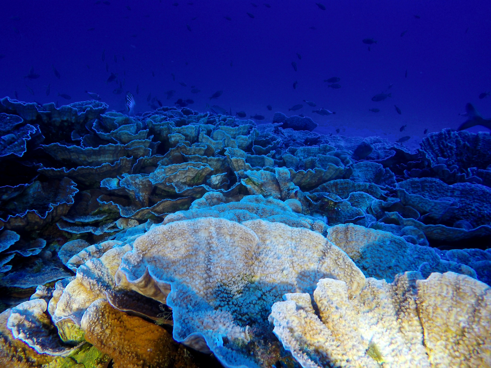 <p>The Anakena reef in the Marine Protected Area of Rapa Nui seventy to eighty meters below the sea surface. (Image © Matthias Gorny/ Oceana &amp; ESMOI)</p>