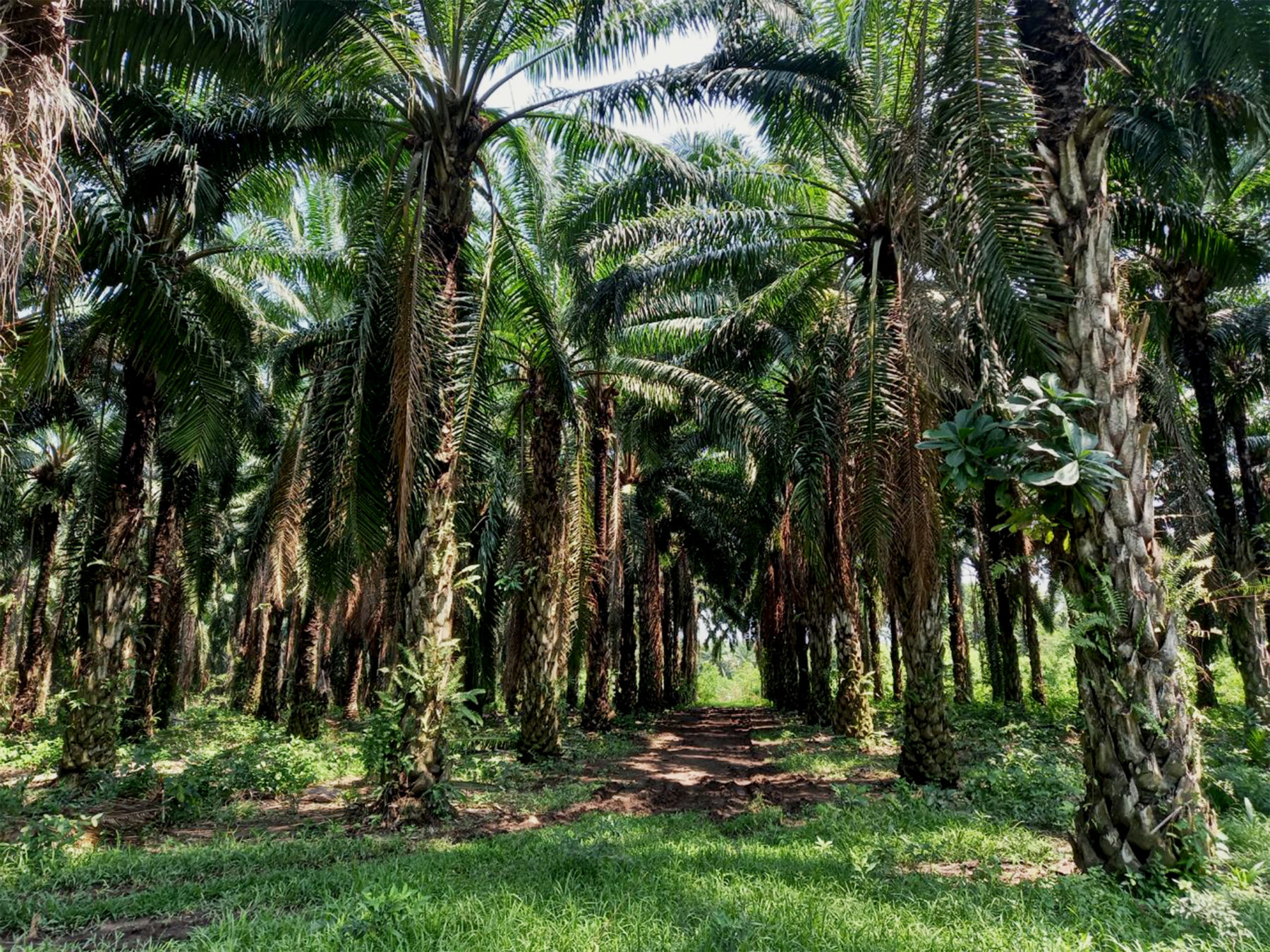 Dendezeiros, de onde o óleo de palma é extraído, na San Juan La Noria