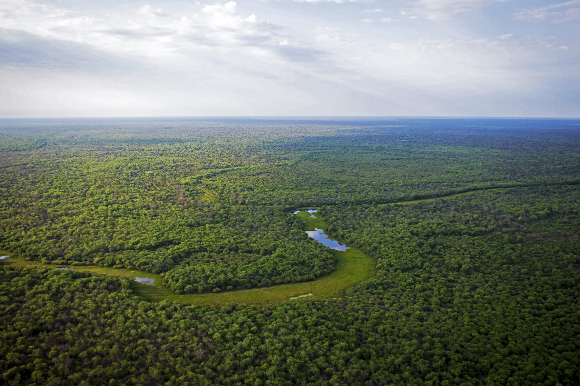 Vista aérea de uma floresta verde com um rio no meio.