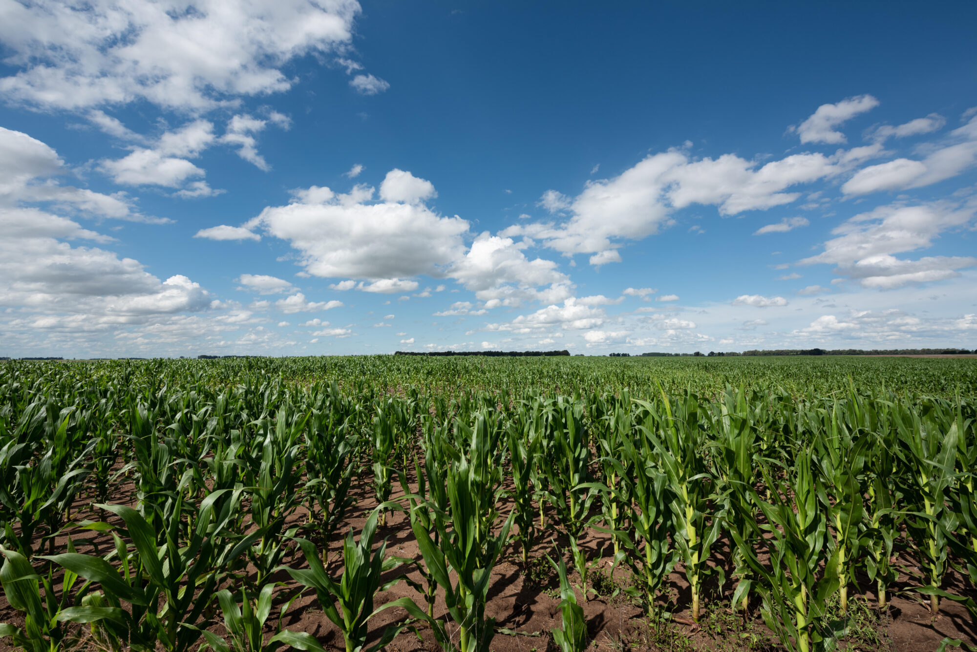 <p>Una plantación de maíz en la provincia de Buenos Aires, Argentina (imagen Alamy)</p>