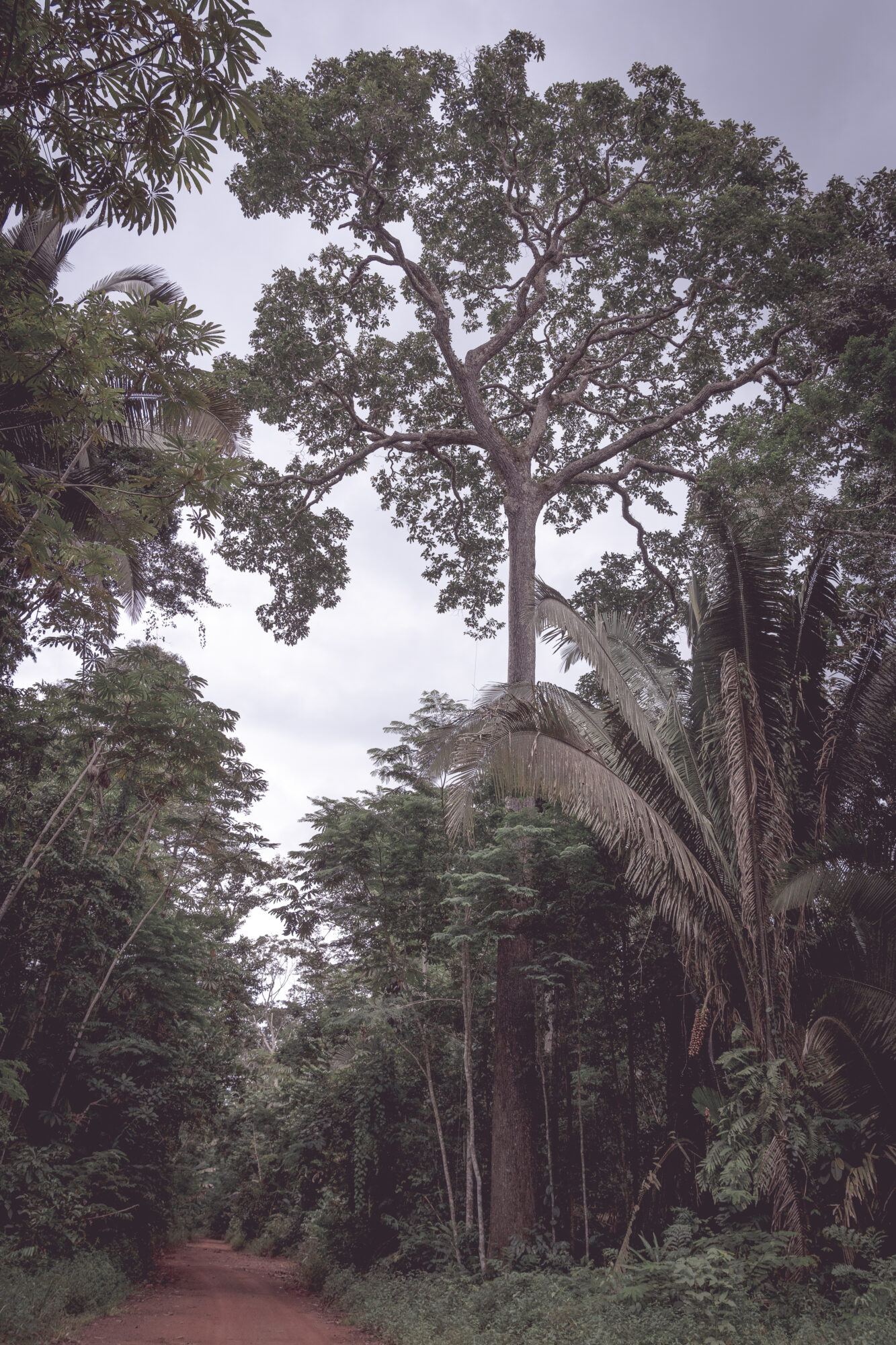 Árvore da castanheira, de onde é retirada a castanha, castanha-do-pará. Amazônia, Brasil, sustentabilidade, indígenas