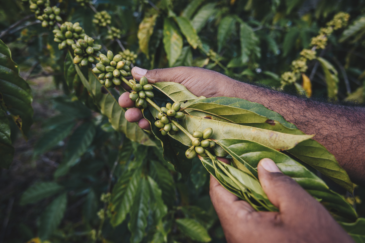 <p>Agricultores de Apuí, en el estado de Amazonas, plantaron agroforestería con café en la Amazonía como una forma de combatir la deforestación en la región (Imagen: Divulgación Idesam)</p>