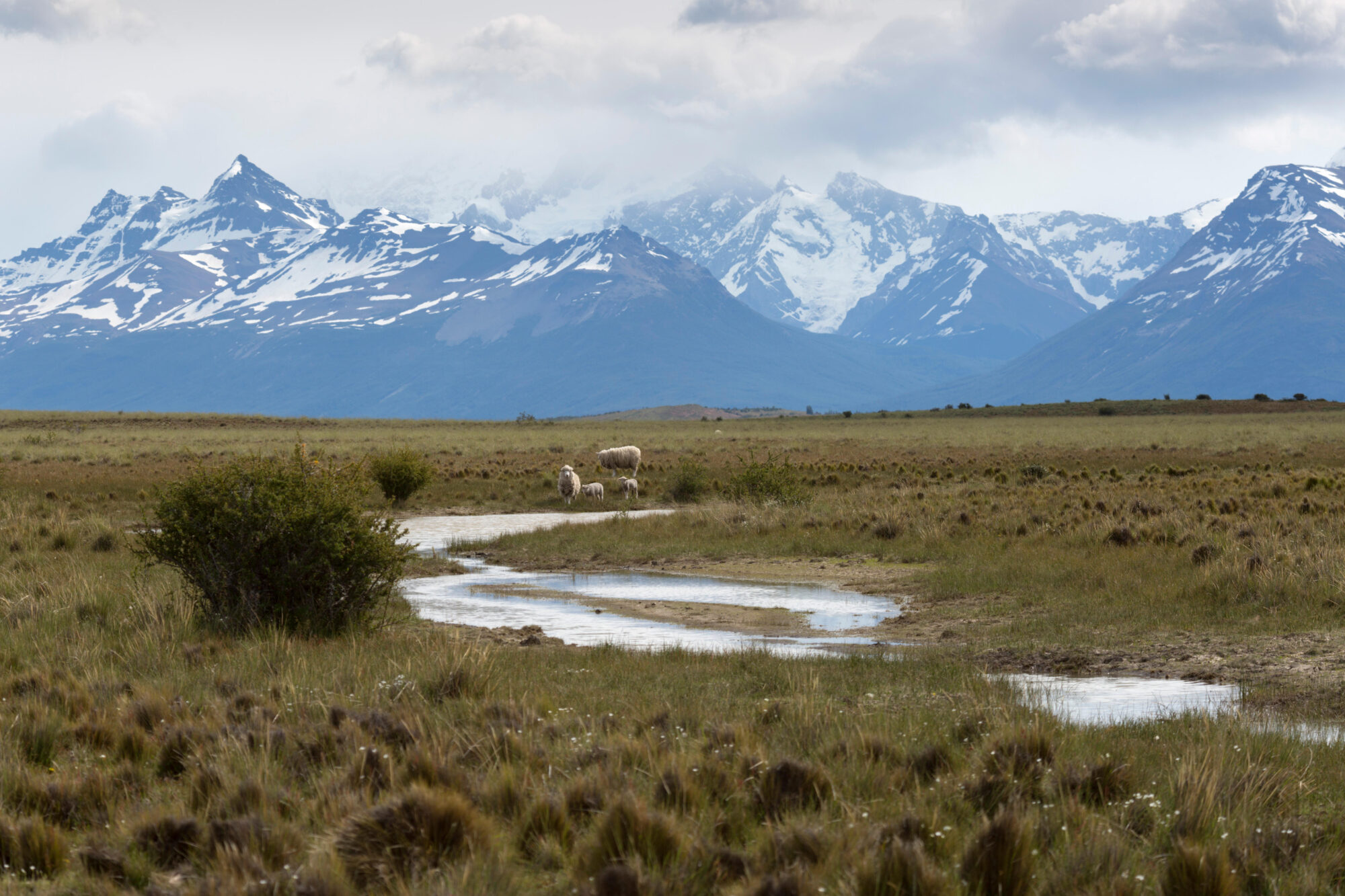 Un río y ovejas debajo de la cordillera de los Andes en El Calafate, Argentina