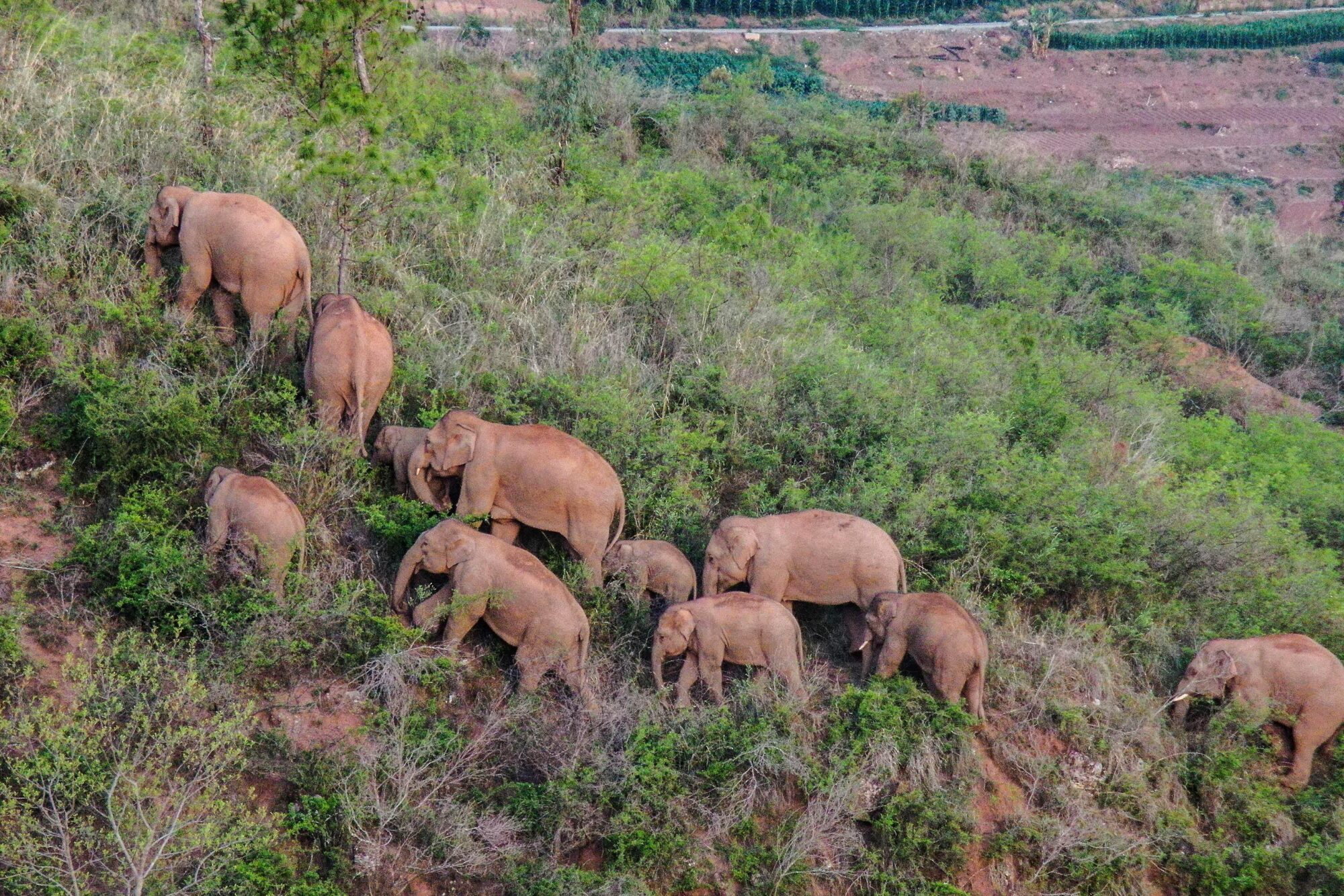 <p>Elefantes selvagens asiáticos no sudoeste da China. Neste verão, a manada migrou mais de 500 km de seu habitat em uma reserva natural (Alamy)</p>