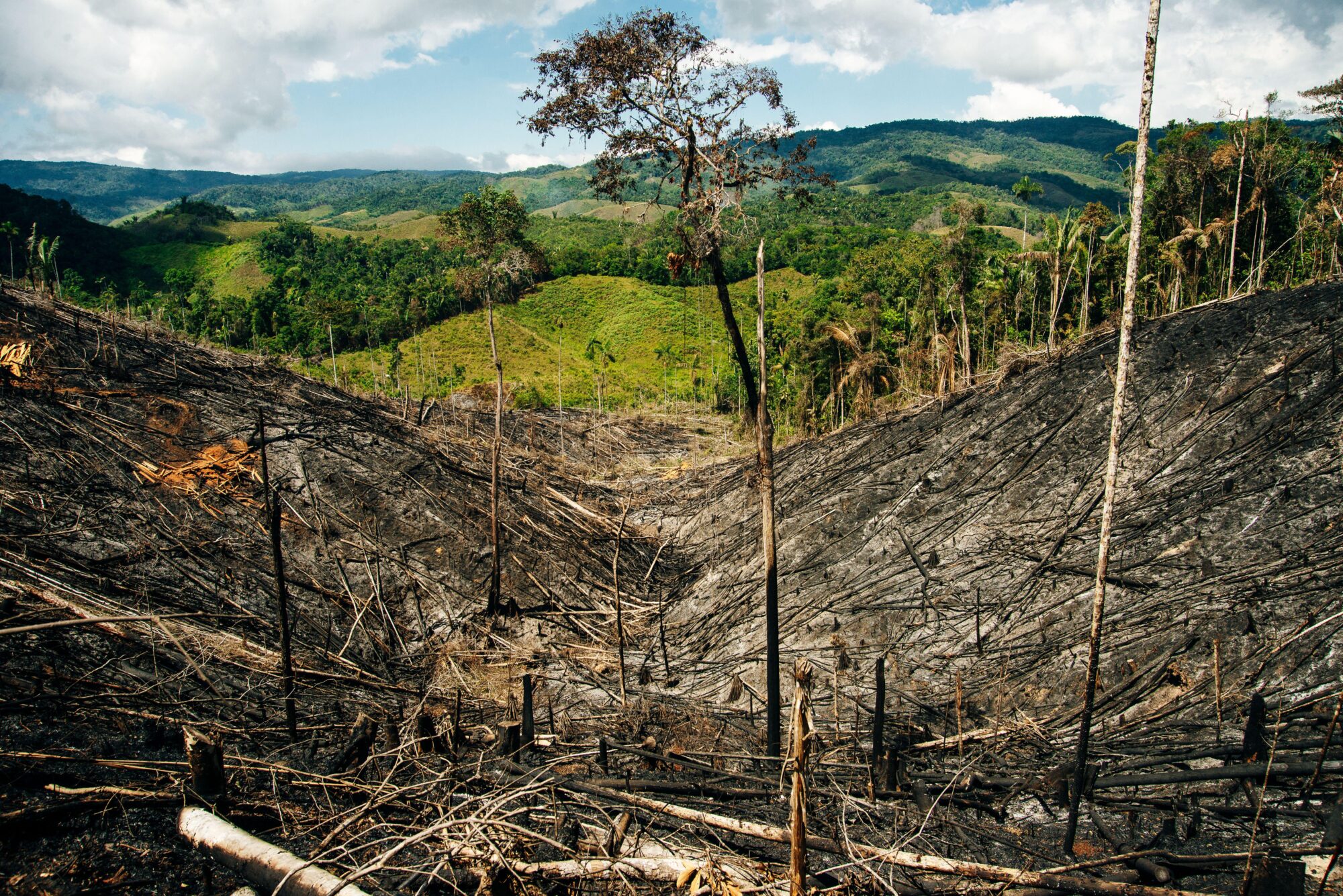 <p>A burnt rainforest in Colombia, the deadliest country for land and environmental defenders. Latin America again tallied the highest number of murders of any region in the world (image: Alamy)</p>