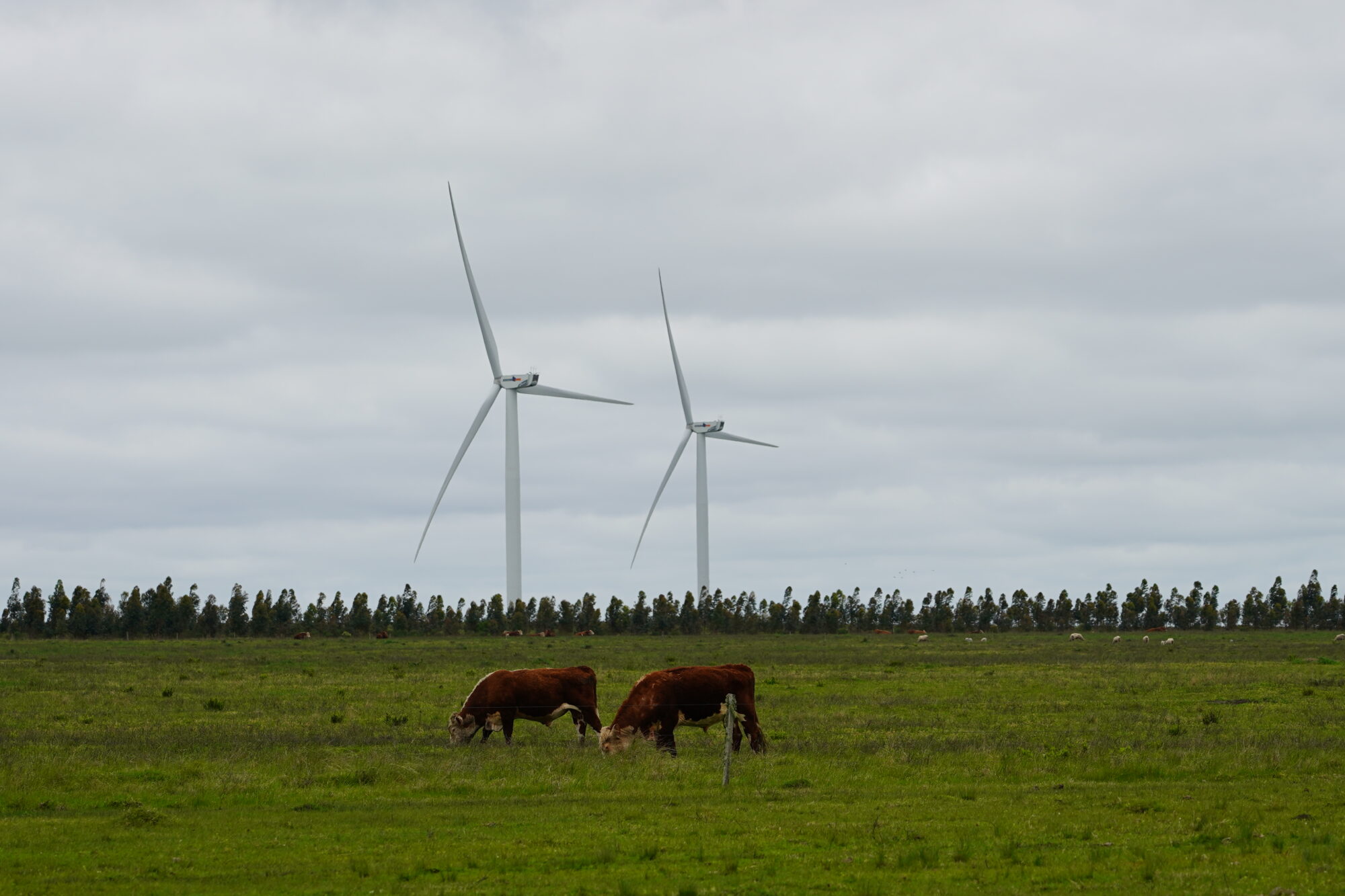 Two cows grazing in front of two windmillsUruguay.