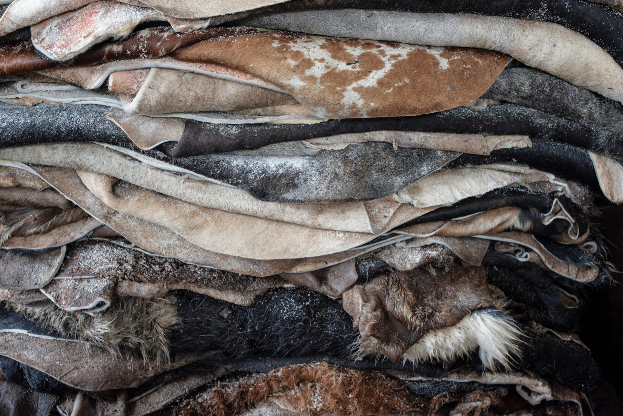 <p>In 2020, more than 23 million units of raw leather were acquired by Brazilian tanneries, of which 43% were in the Legal Amazon, up from 27% in 2010 (Image: Alamy / Cavan Images)</p>