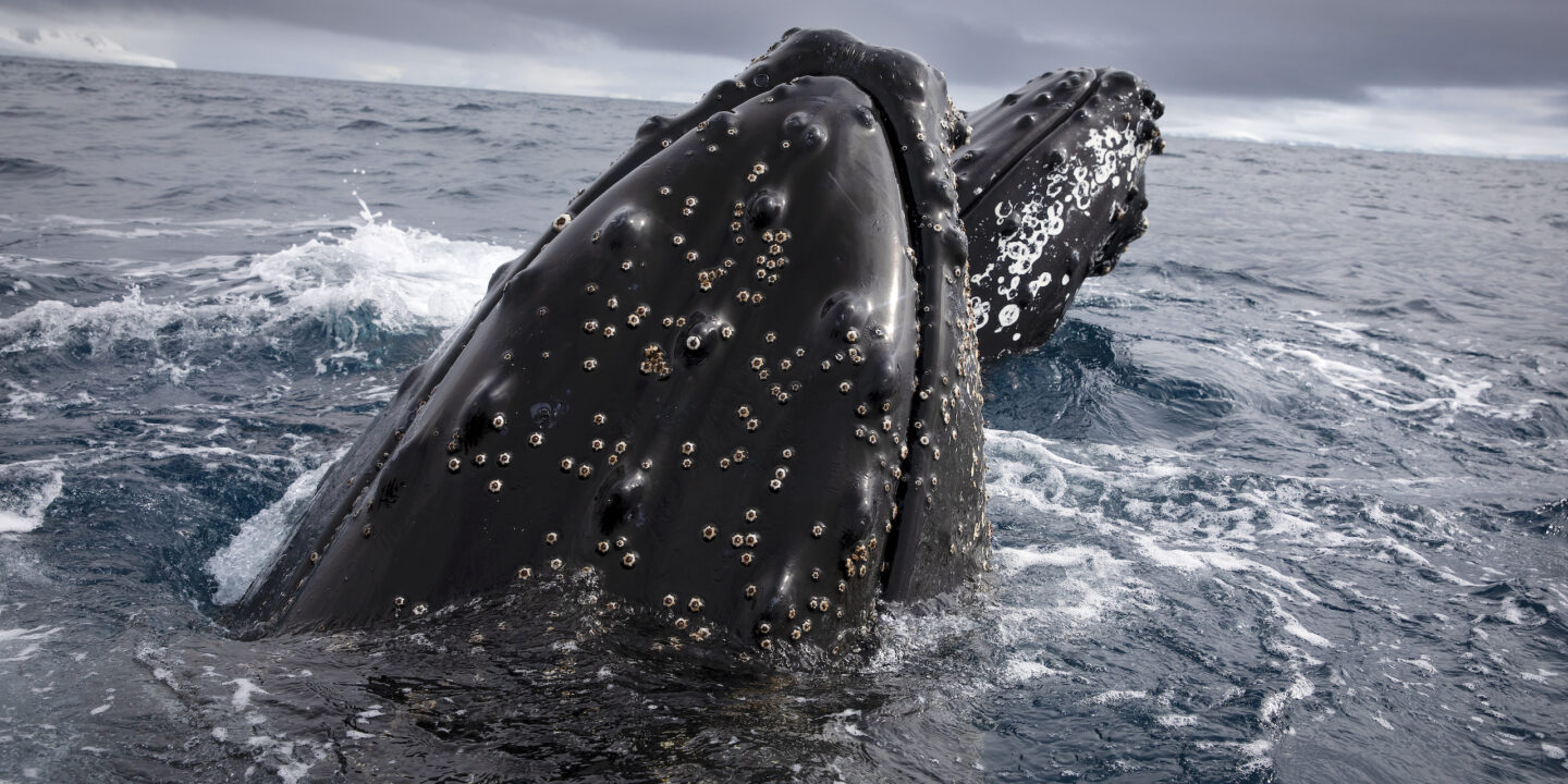 <p>Baleias-jubarte no Canal Errera, Antárctida. As nações vão votar este mês sobre a ampliação da proteção do Oceano Sul ao redor da Antártica e a gestão da pesca do krill na área (Imagem © Abbie Trayler-Smith / Greenpeace)</p>