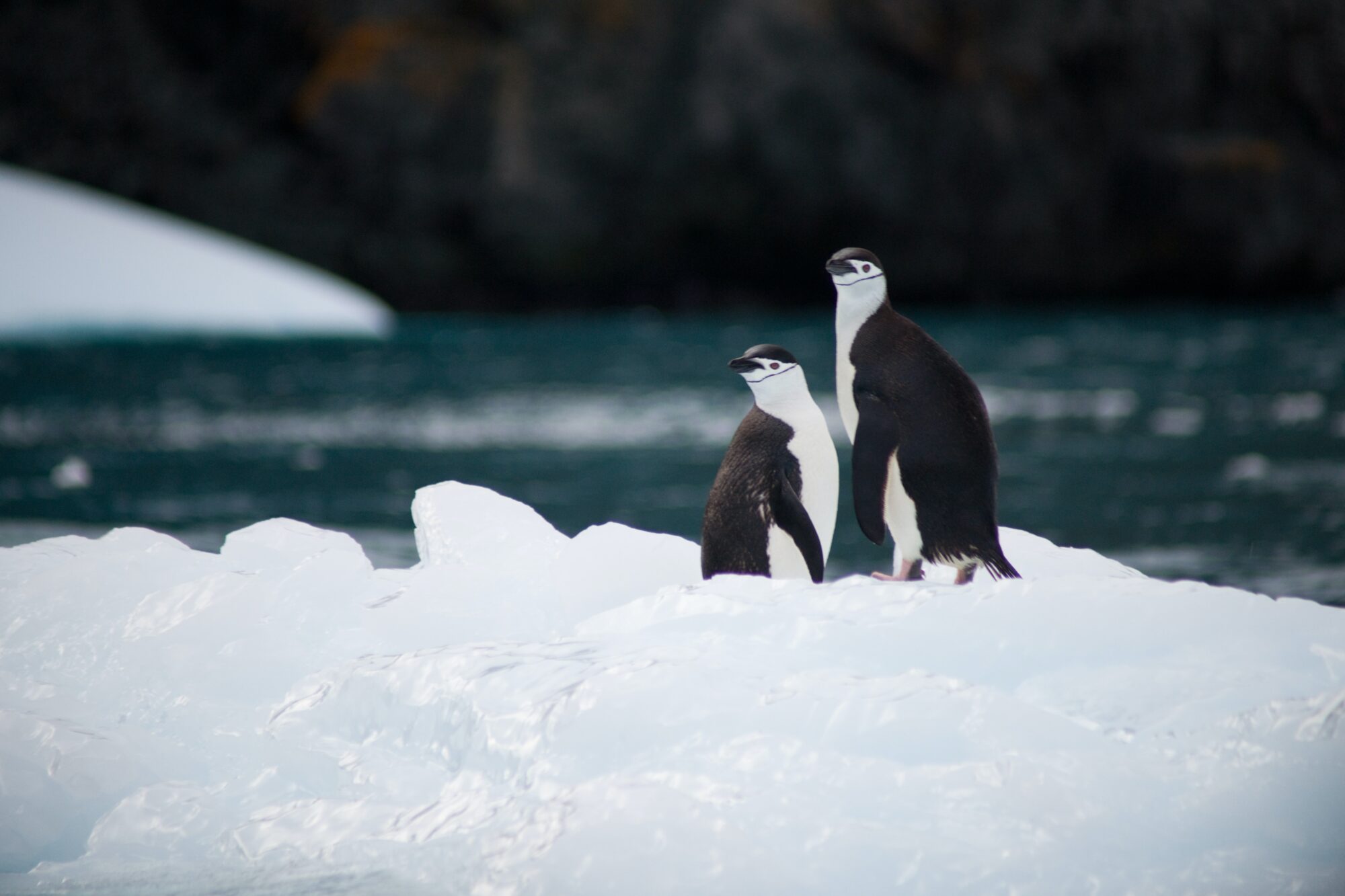 Dos pingüinos en un cuerpo de hielo