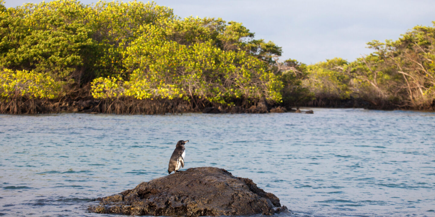 Pinguim das Galápagos em um manguezal costeiro em um local de visitantes marinhos na Ilha Isabela, nas Galápagos.