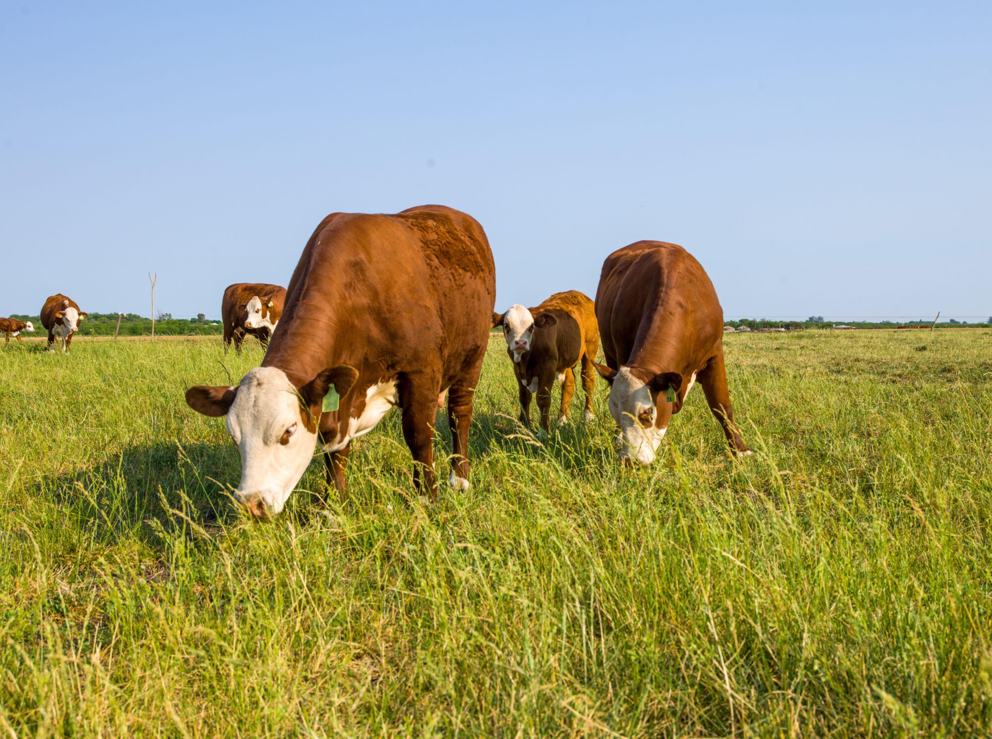 Cattle graze near Villaguay, Entre Ríos, Argentina