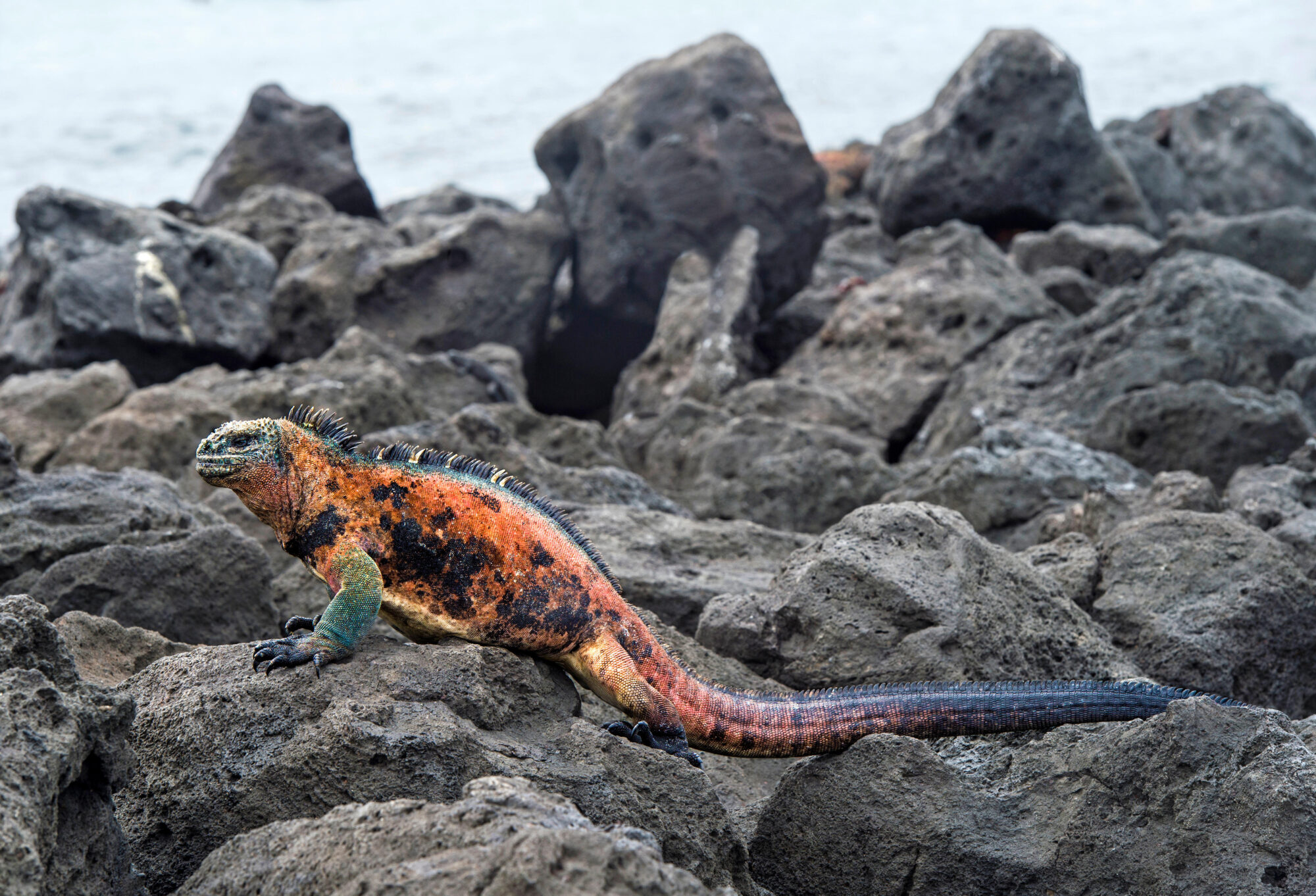 un reptil anaranjado sobre rocas