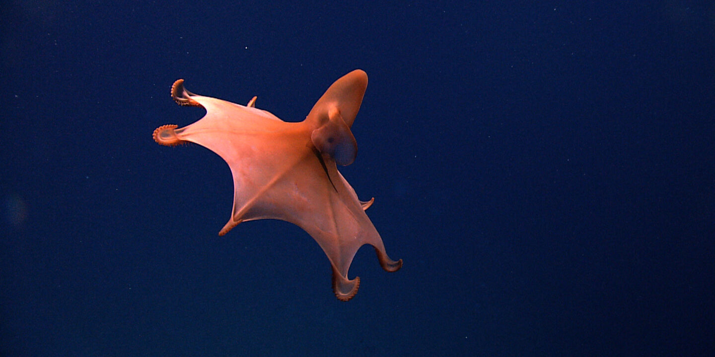 <p>Deep-sea mining would put the habitats of little-understood species, such as the dumbo octopus, at risk. One former director for the ISA believes the organisation is not seeking stringent enough regulation of the activity, which is being increasingly explored in the search for minerals. (Image: Okeanos Explorer/NOAA/CC BY 2.0)</p>