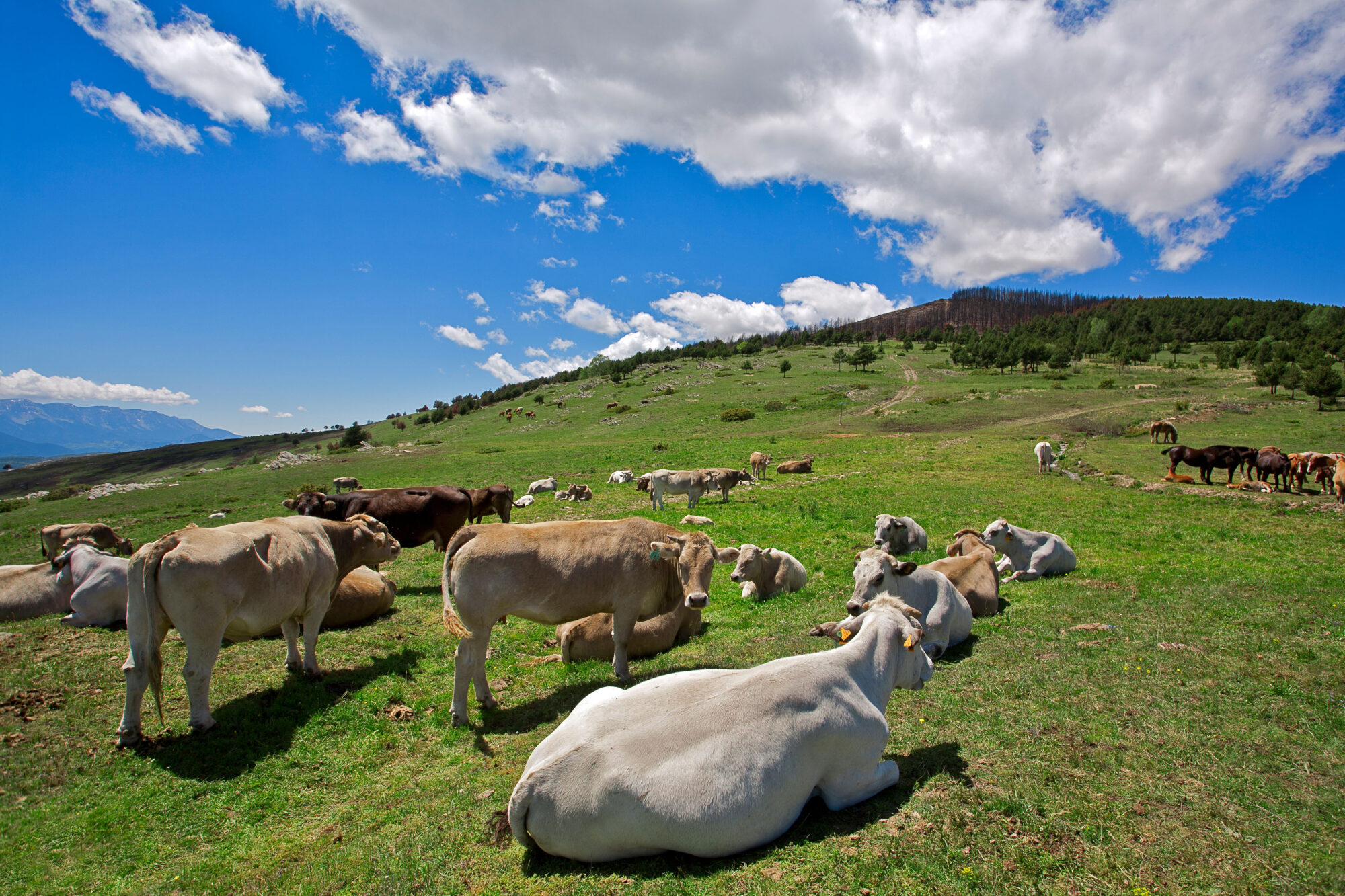 <p>A herd of cows graze at the foothills of the Pyrenees mountains, Catalunya (image: Alamy)</p>