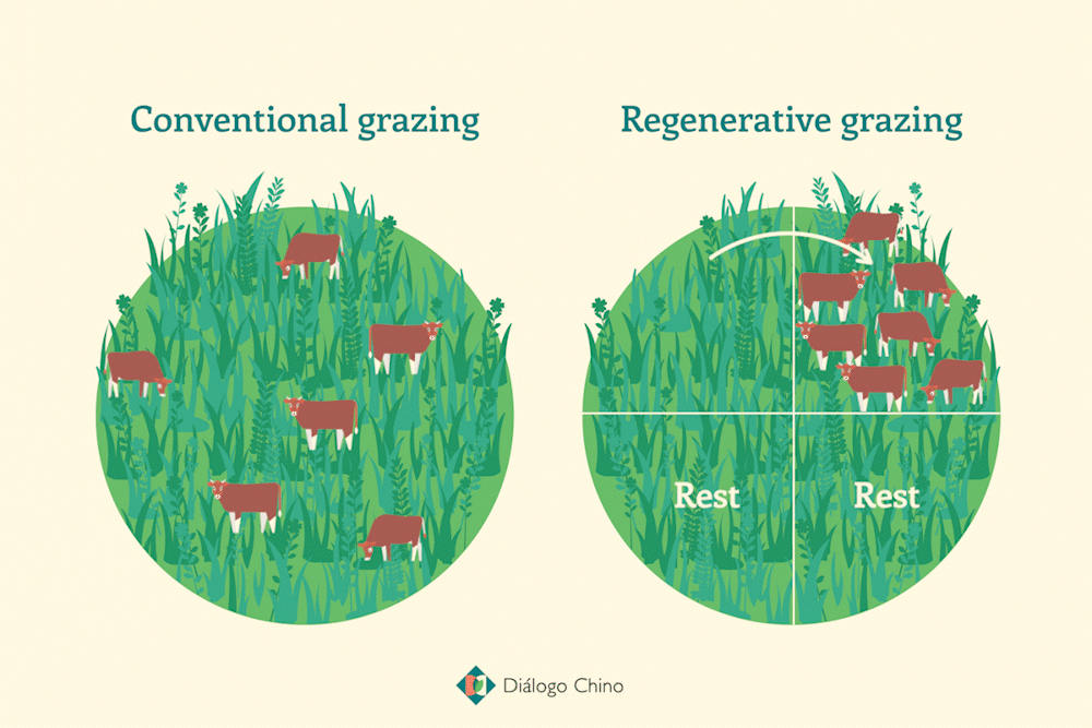 illustration showing conventional grazing and regenerative grazing