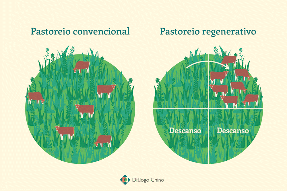 ilustração mostrando o pastoreio convencional e o pastoreio regenerativo