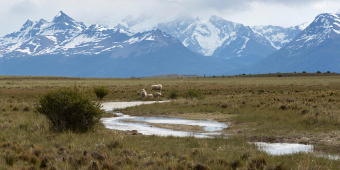 Rio e ovelhas abaixo da Cordilheira dos Andes em El Calafate, Argentina.