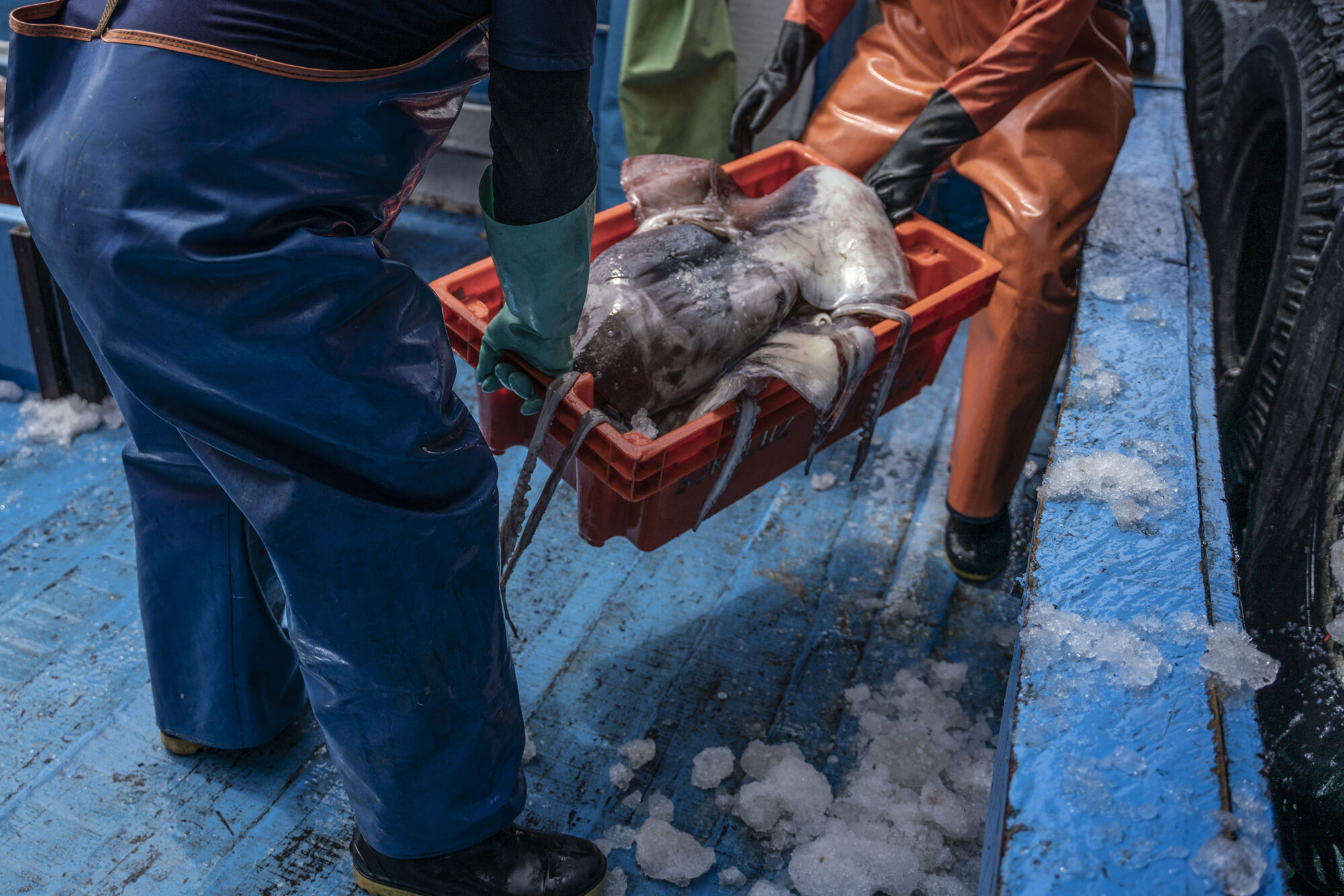 <p>Local fishers unload squid, or <em>pota</em>, at the port of Paita in northern Peru. <em>Pota</em> is an important export for the country, but fishers in the region have seen their catches increasingly threatened by illegal and unregulated vessels operating in the waters of the southeast Pacific, raising concerns over the sustainability of squid numbers in the region. (Image: Leslie Moreno Custodio)</p>