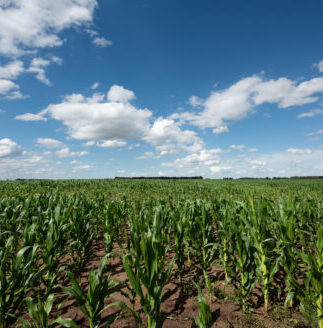 Una plantación de maíz en la provincia de Buenos Aires, Argentina