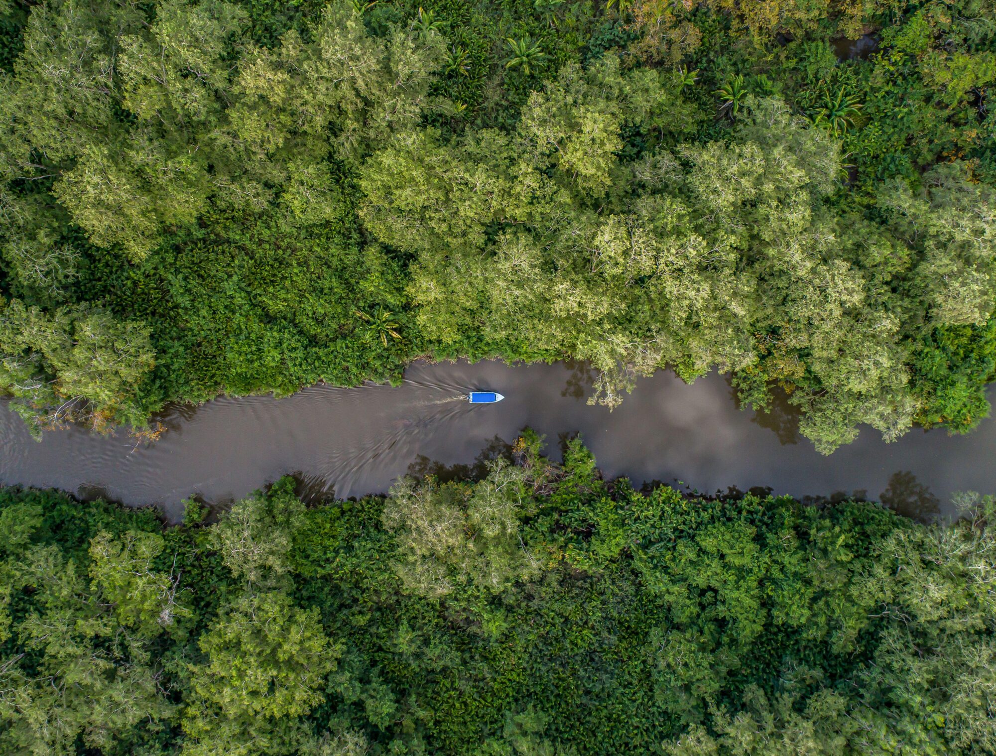 aerial view of a boat on a river surrounded by vegetation