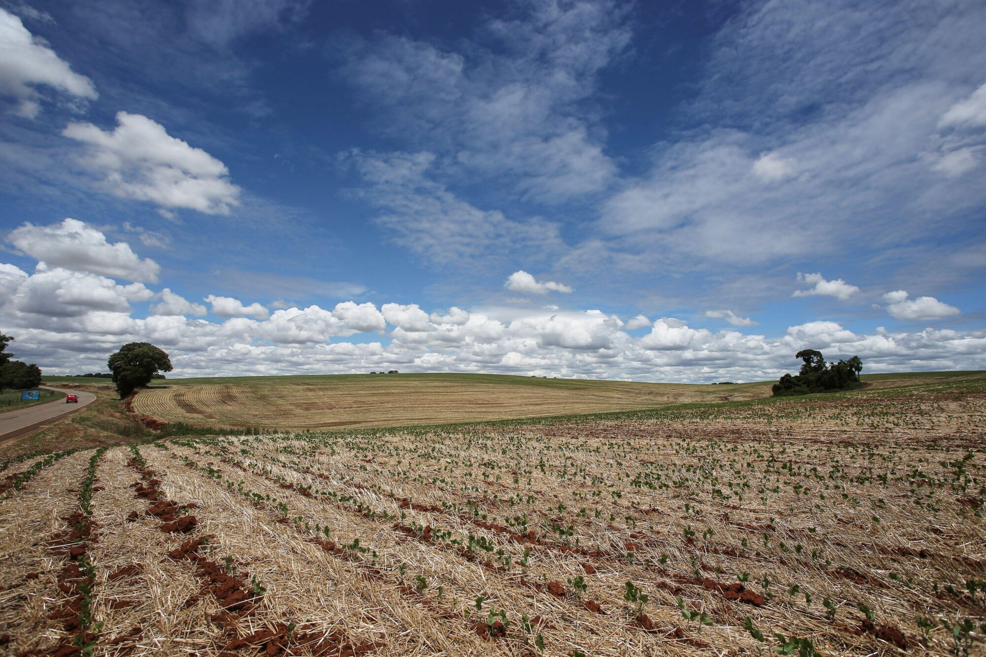 plantación de soja afectada por la sequía en Rio Grande do Sul, Brasil