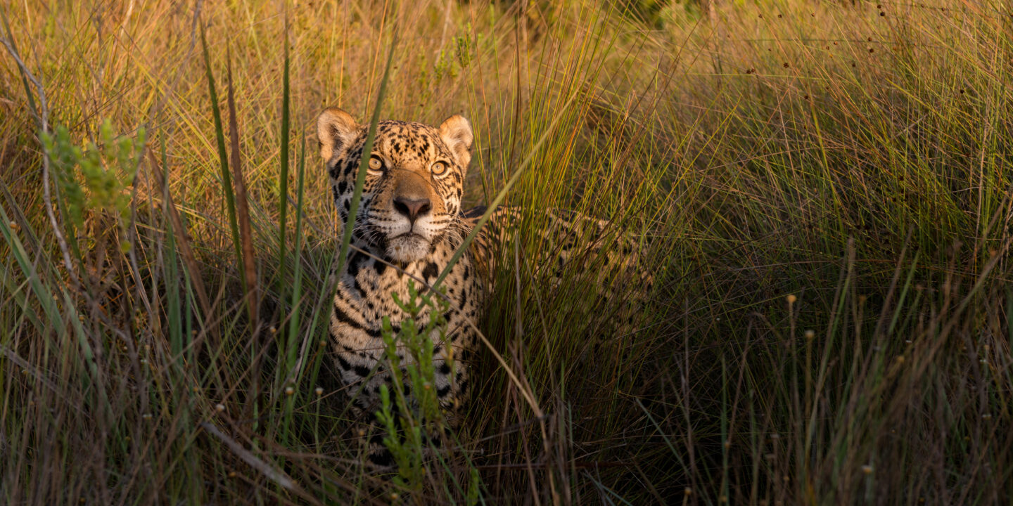 <p>Un jaguar en las praderas del Cerrado, un bioma sudamericano biodiverso vulnerable al cambio climático. Se espera que el Fondo de Kunming, anunciado en las conversaciones sobre biodiversidad de la COP15 el pasado octubre, impulse la conservación y protección de la naturaleza en América Latina. (Imagen: Octavio Campos Salles / Alamy)</p>