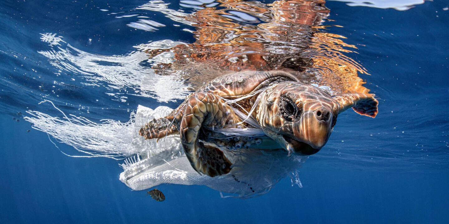 tortuga bajo el mar con una bolsa plástica en su cuerpo