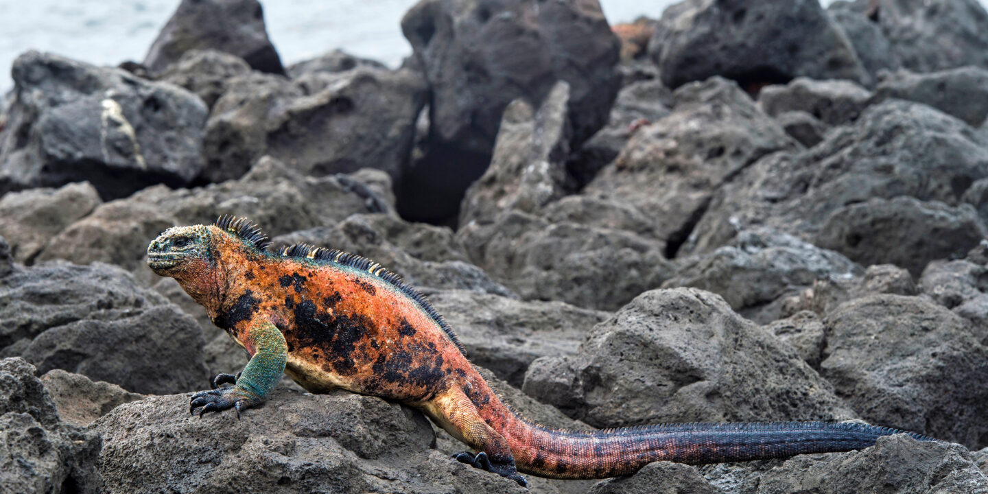 iguana marinha sobre rochas