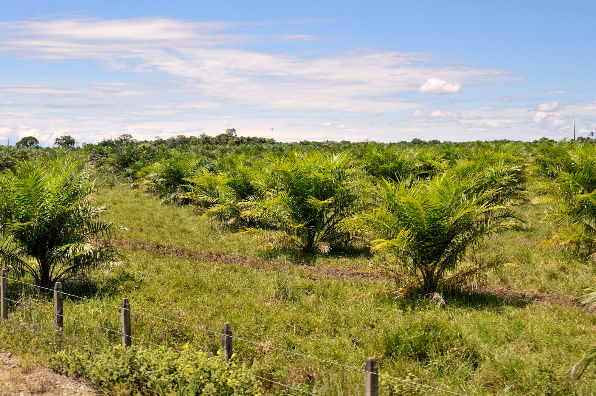 <p>Una plantación de palma aceitera en el departamento de Meta, Colombia. Tras un importante crecimiento de la industria en las últimas décadas, el país se ha convertido en el cuarto productor y exportador mundial de aceite de palma, y casi un tercio de su producción cumple con la certificación de sostenibilidad. Pero se enfrenta a retos para mantener y aumentar este porcentaje. (Imagen: Florian Kopp / Alamy)</p> <p>&nbsp;</p>