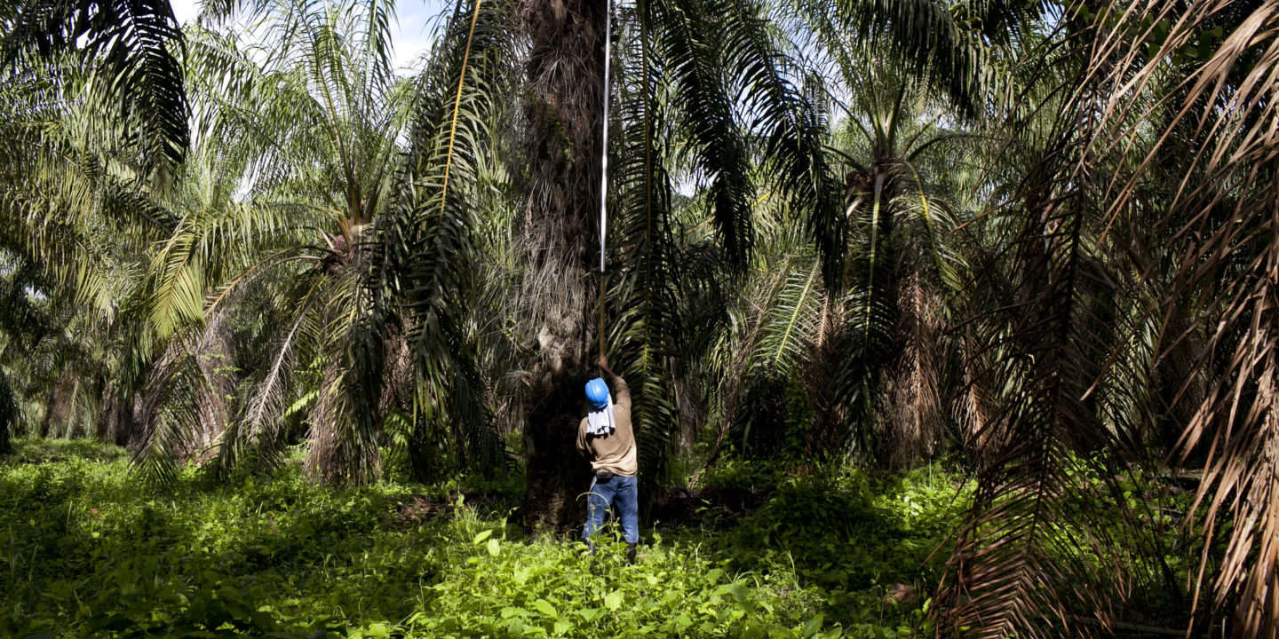 Un trabajador en una plantación de aceite de palma